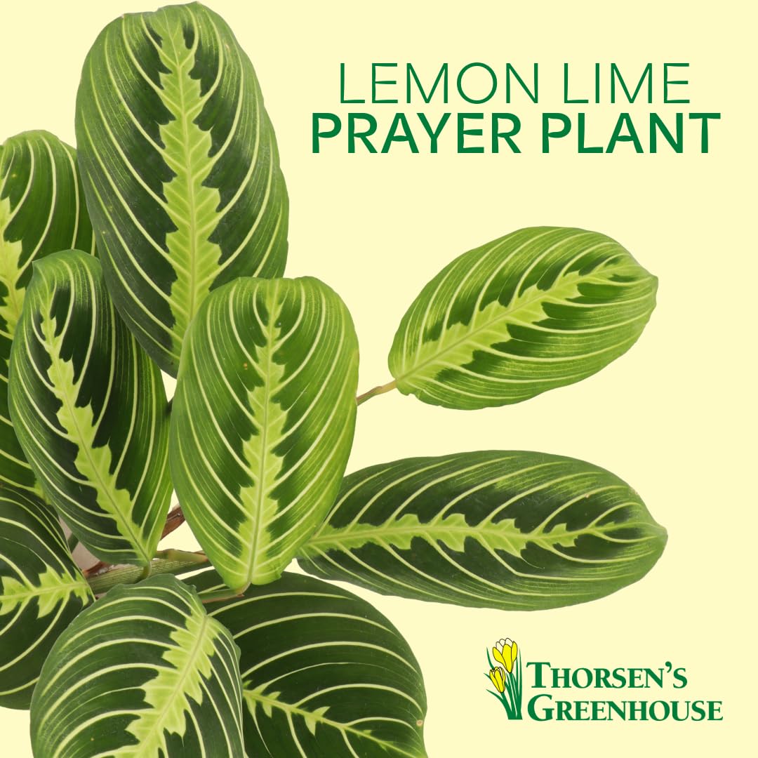 Thorsen's Greenhouse Lemon Lime Prayer Plant, Live Indoor Plant, Pet Friendly, Attractive Houseplant, Lemon Maranta, Natural Air Purifier, Easy to Grow, 4" Diameter Pot (Gold)