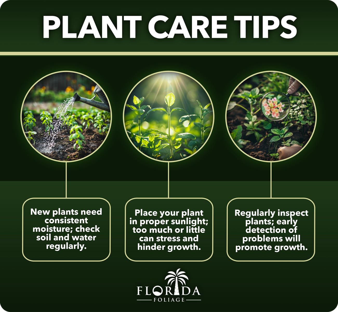 Oakleaf Hydrangea Quercifolia Toy Soldier | 10 Live Plants | Fast Growing, Fall Color, Drought Tolerant, White Blooms, Low Maintenance, Easy to Grow, Ornamental Shrub, Attractive Foliage