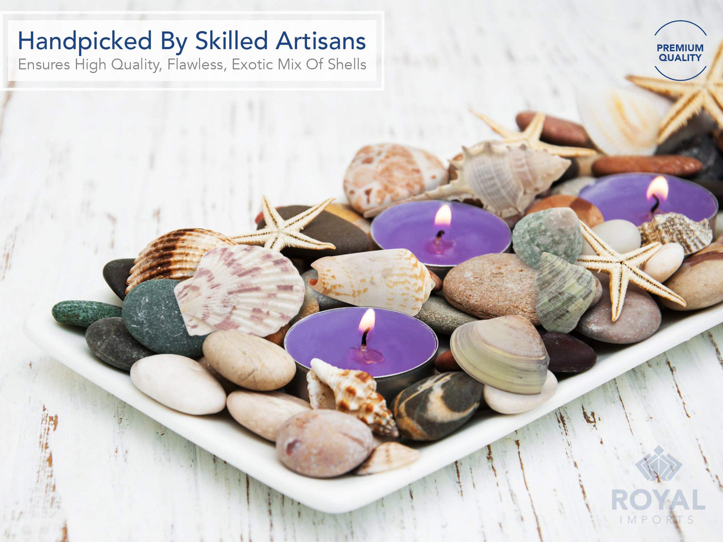 Royal Imports Sea Shells Natural Beach Assorted Seashells, Theme Party Mixed Wedding Decoration, DIY Crafts Fish Tank Aquarium Ocean Vase Filler Party Supplies, Large (3-4 in), 1 LB