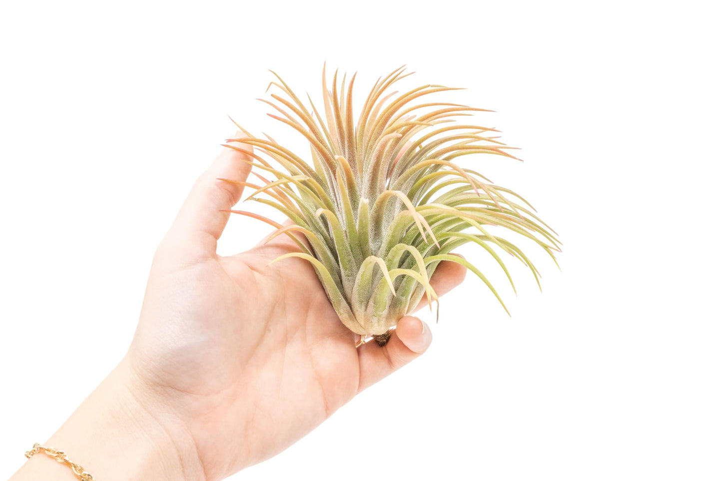 Air Plant Shop 5 Pack XL Tillandsia Ionantha Rubra- Wholesale and Bulk - Succulents - Live Tillandsia - Easy Care Indoor and Outdoor House Plants