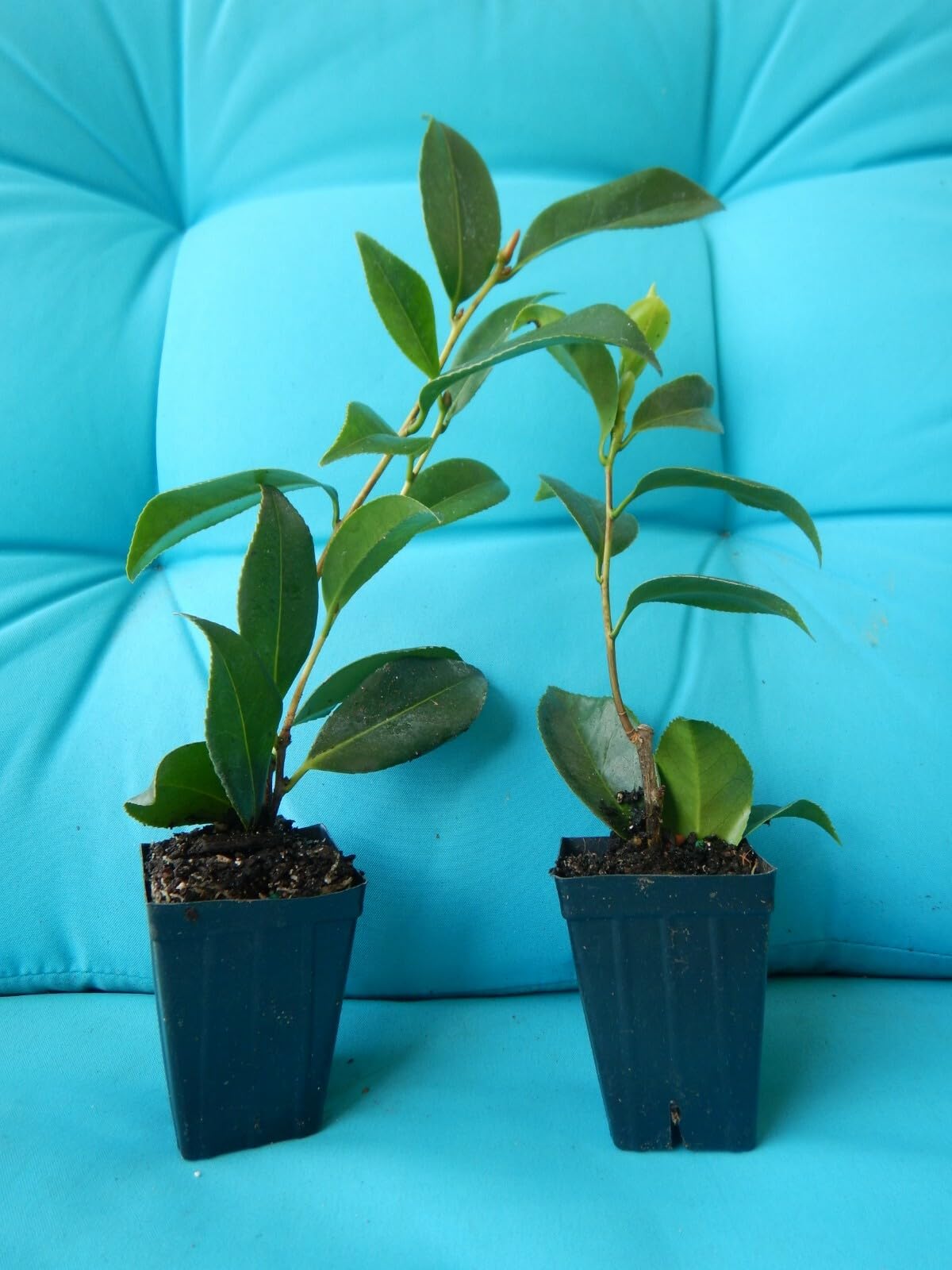 Live Plant - Emmett Pfingstiunique Bloom Camellia Japonica-Live Starter Plant