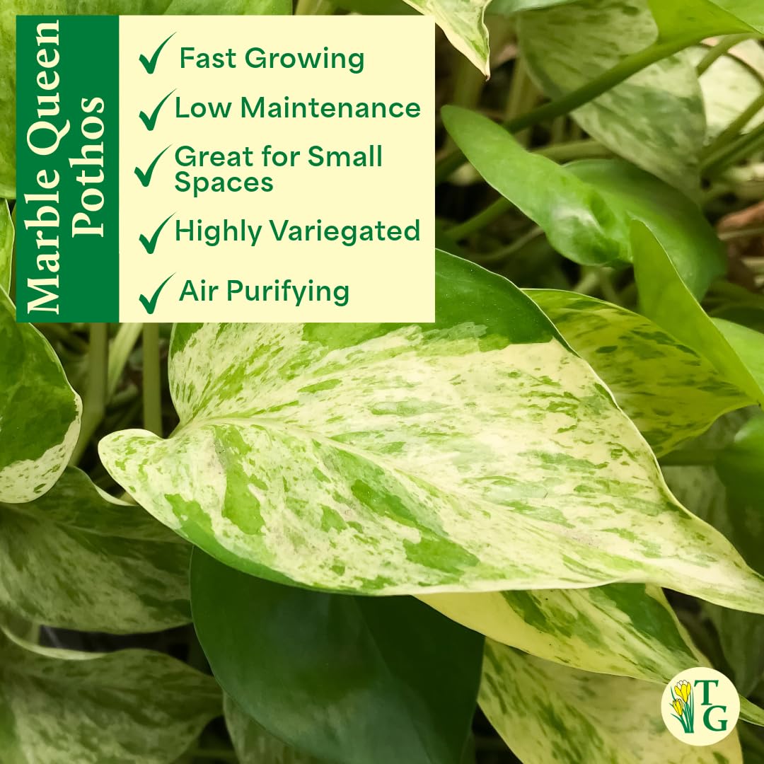 Thorsen's Greenhouse Marble Queen Pothos, Live Indoor Plant, Easy to Grow, Rare Variegated Houseplant, Natural Air Purifier, 4-inch Diameter Pot (3 Pack Nursery Pots)