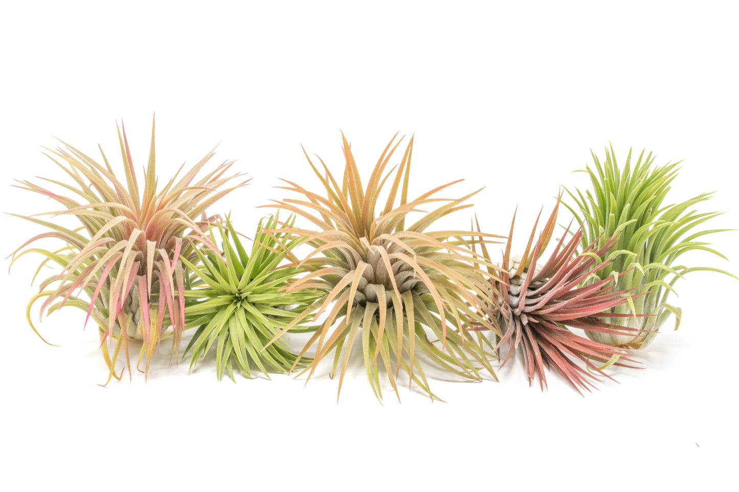 Air Plant Shop 5 Pack XL Tillandsia Ionantha Rubra- Wholesale and Bulk - Succulents - Live Tillandsia - Easy Care Indoor and Outdoor House Plants