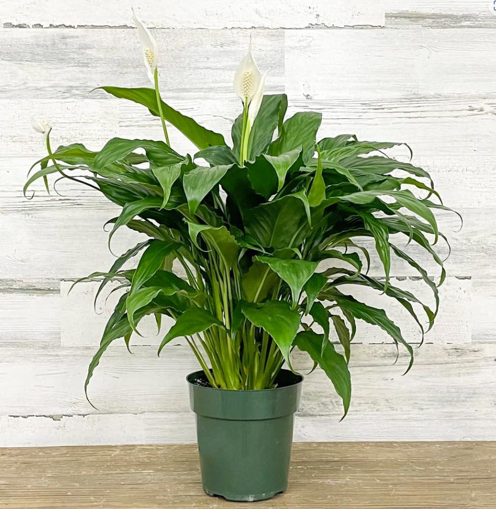 Live Peace Lily Plant (Spathiphyllum) – 18-inch Indoor Houseplant in 6-Inch Pot, Air Purifying, Low Maintenance, Easy-Care Plant for Home or Office Gift. California Delivery