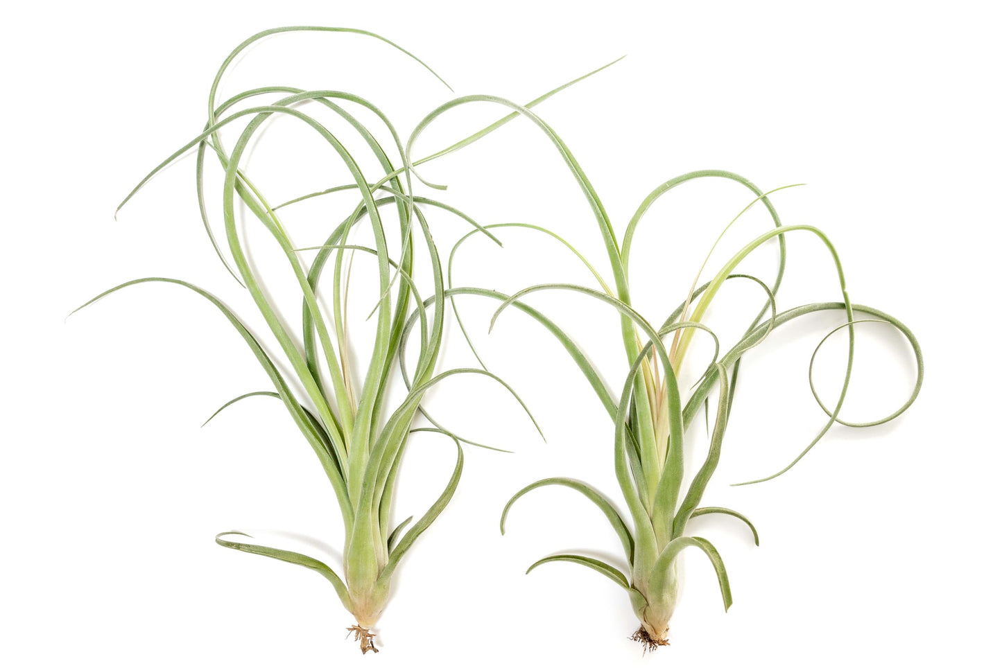 Air Plant Shop Tillandsia Curly Slim (T. Intermedia x T. Streptophylla) Air Plant - Succulents - Live Tillandsia - Easy Care Indoor and Outdoor House Plants (Pack of 1)