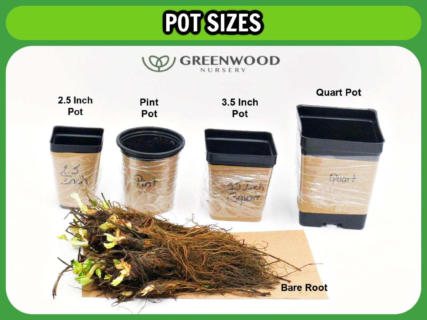 Greenwood Nursery: Live Trees - American Pillar Arborvitae Tree + Thuja Occidentalis - [Qty: 5X Quart Pots] - (Click for Other Available Plants/Quantities)