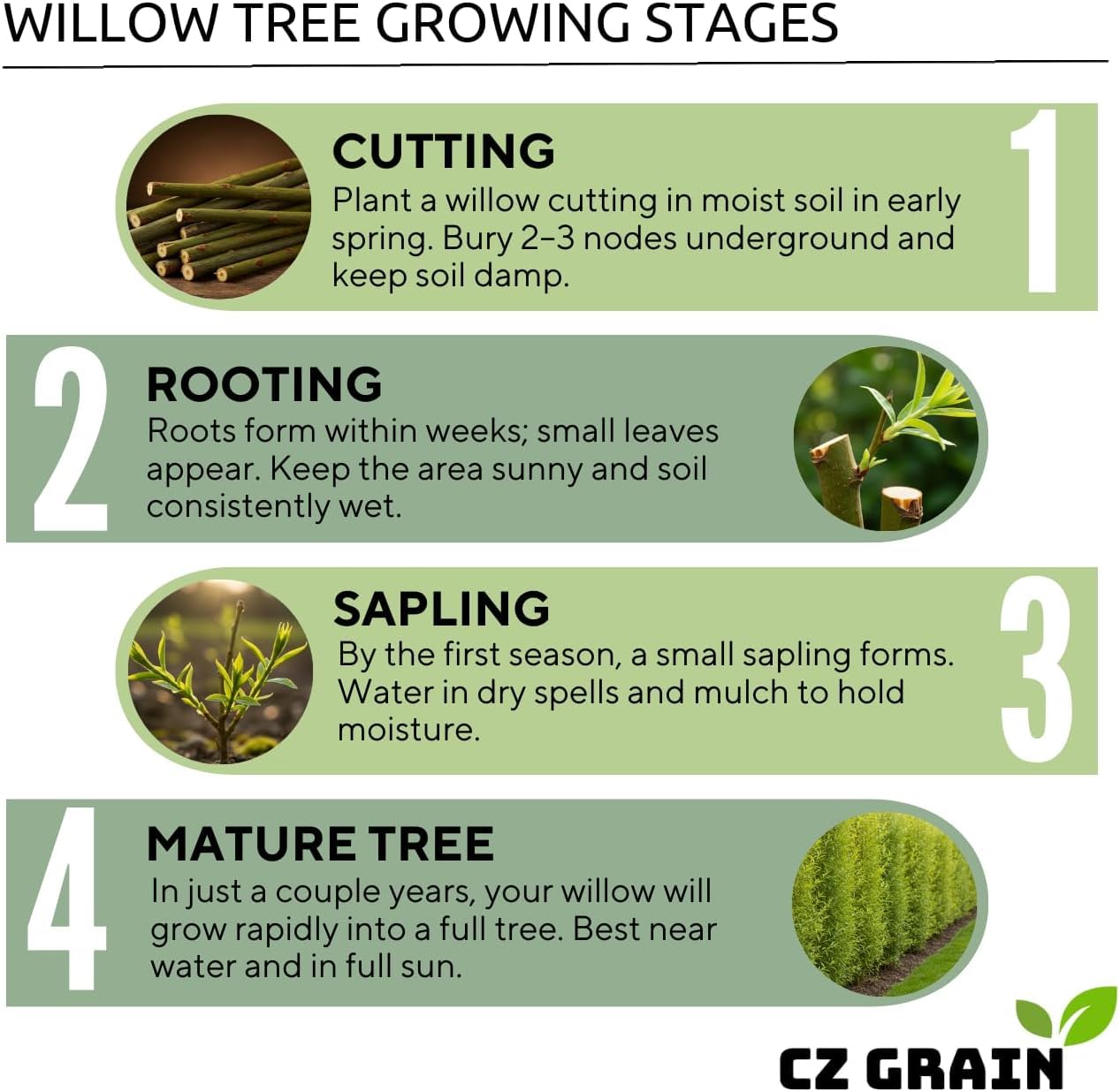 Green Wall Willow Privacy Tree Cuttings to Grow – Ultra Fast Growing Privacy Screen – Hedge Willow Living Fences, Windbreaks & Natural Borders (10 Cuttings)