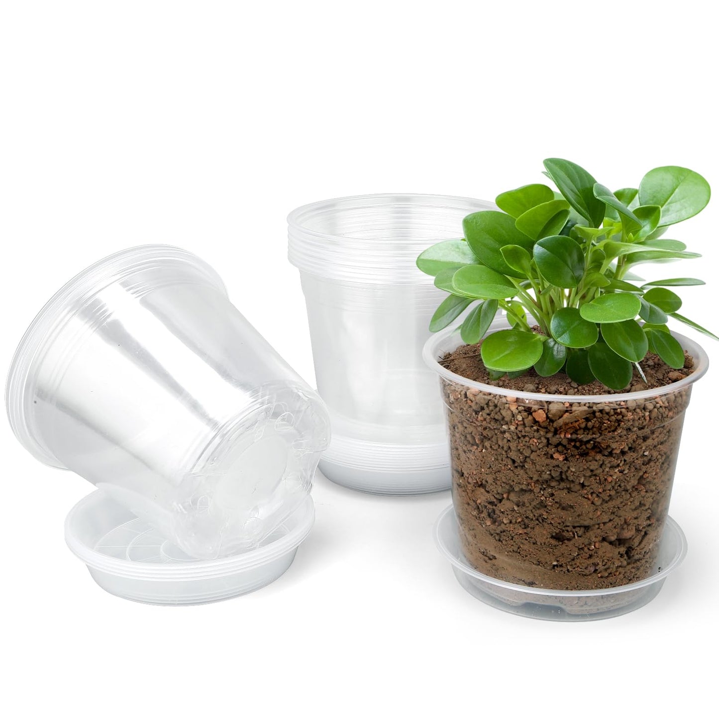 FUOAUYK 6 Inch Clear Nursery Pots with Drainage Trays, 15 Pack Plastic Pots for Plants, Clear Pot for Seed Starting, Transplanting, Succulents, and Indoor Gardening (6 inch)