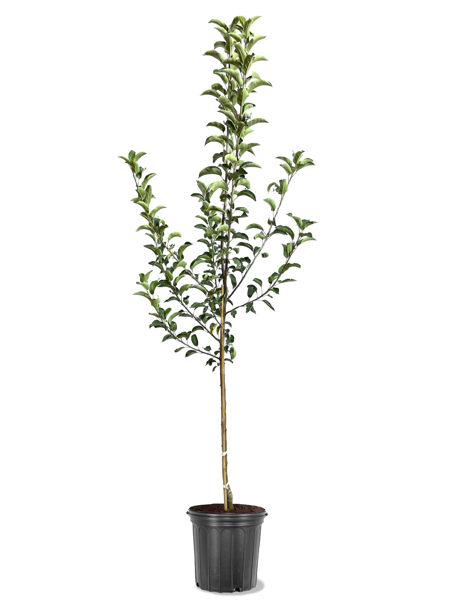 American Plant Exchange Apple Tree 'Newton Pippin' – Live Fruit-Bearing Plant, 5-Gallon Pot, Cold-Hardy, for Home Orchards, Backyard Gardens & Edible Landscapes