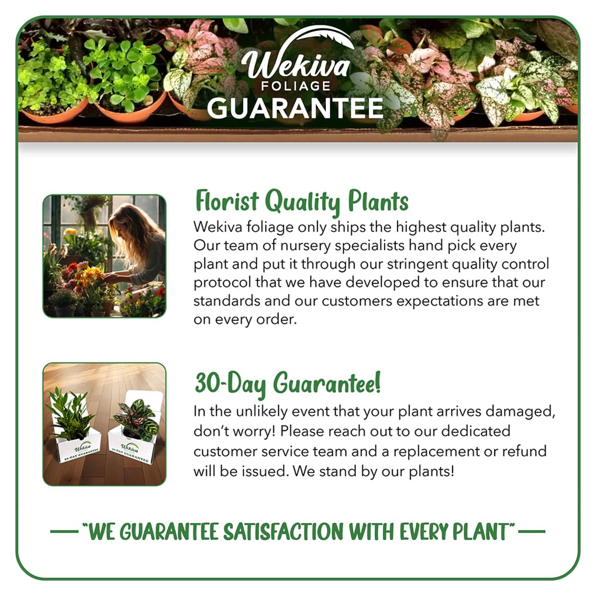 Rubber Plant and Soil Mix Combo - Live Plant in a 4 Inch Pot with 1 Quart HousePlant Soil Mix -Ficus Elastica “Burgundy” with Custom Soil Blend