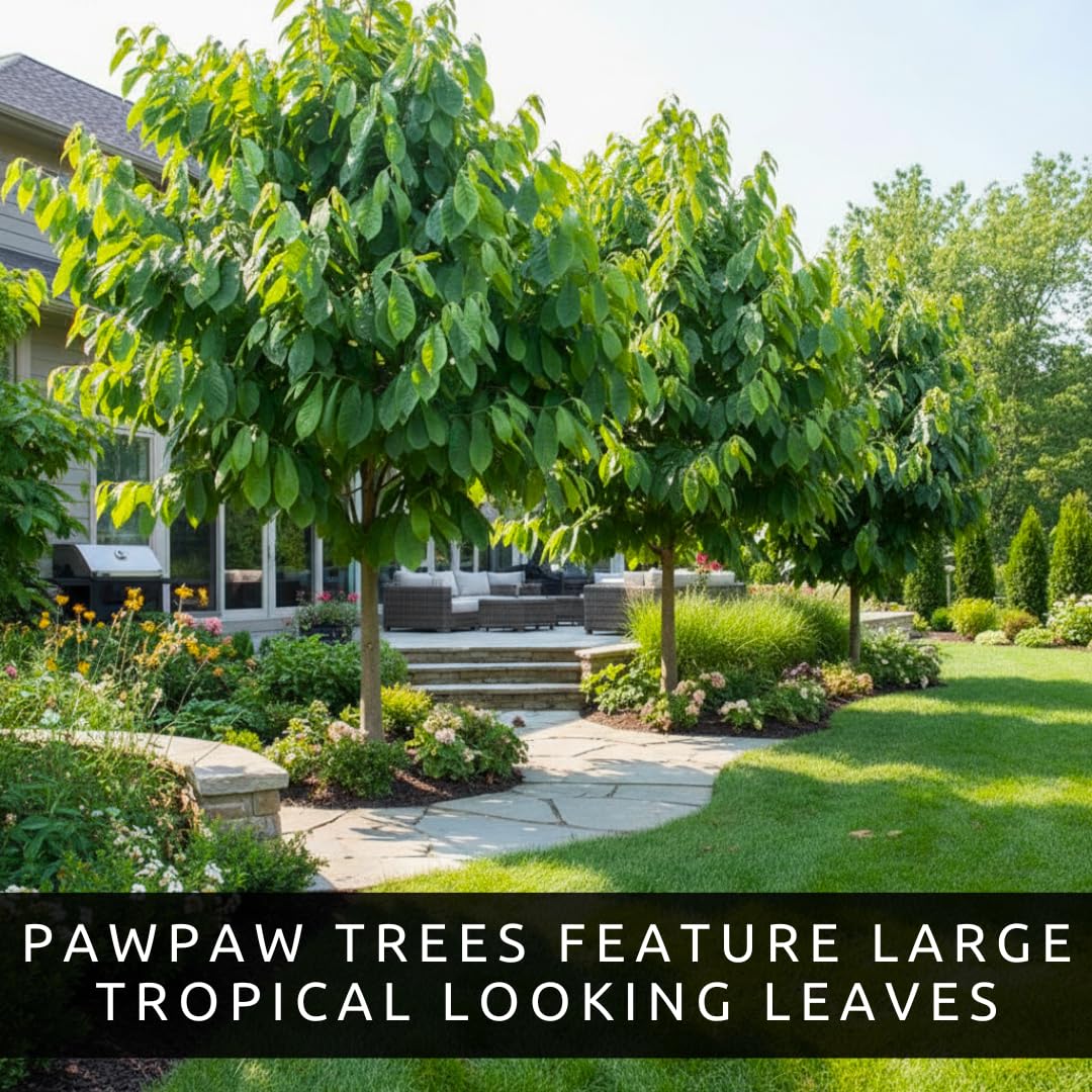 Pawpaw Seeds for Planting – Grow Your Own Pawpaw Tree – Non-GMO Asimina Triloba Seeds for Home Garden, Backyard Orchard, and Outdoor Planting - Paw Paw, North American Banana (15 Seeds)