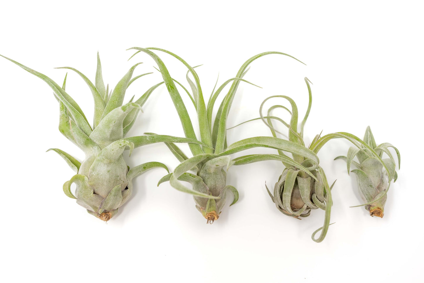 Medium Air Plants Streptophylla - Live Tillandsia Succulent House Plants - Available in Wholesale and Bulk - Home and Garden Decor - Easy Care Indoor and Outdoor Plant (Pack of 1)