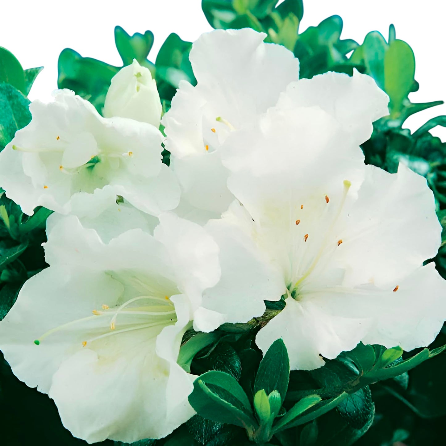 Gumpo White Miniature Dwarf Azalea – Compact Evergreen Shrub with Pure White Blooms | Low-Growing Azalea for Borders, Containers & Rock Gardens (1 Gallon/Potted/Set of Two)
