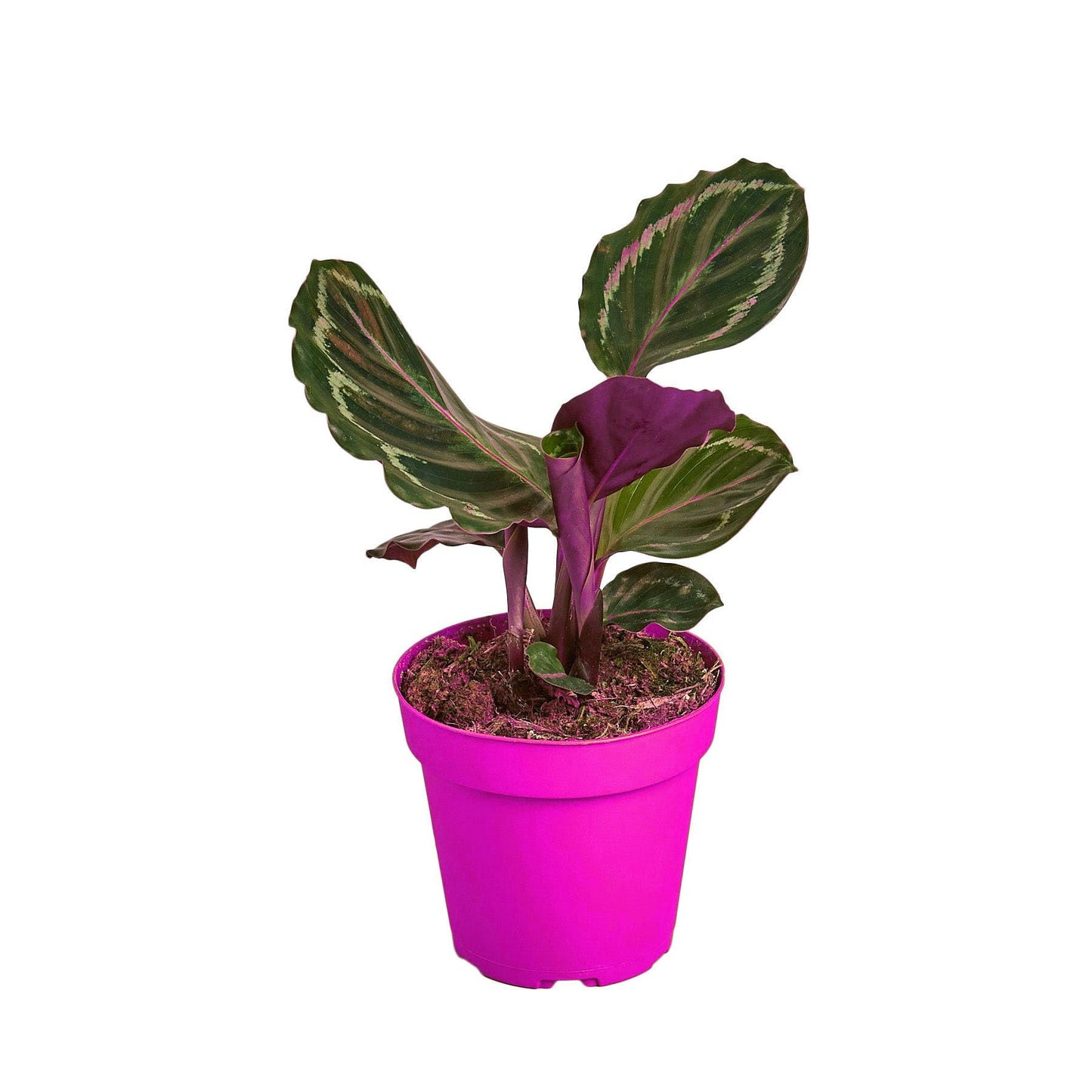 4 Pack Calathea Roseopicta 'Medallion' - 6" Pot in 6in Pot - Live Tropical Houseplant - Easy to Grow | Air Purifying | Pet Friendly | Variegated | USA Growers | The Snobby Leaf