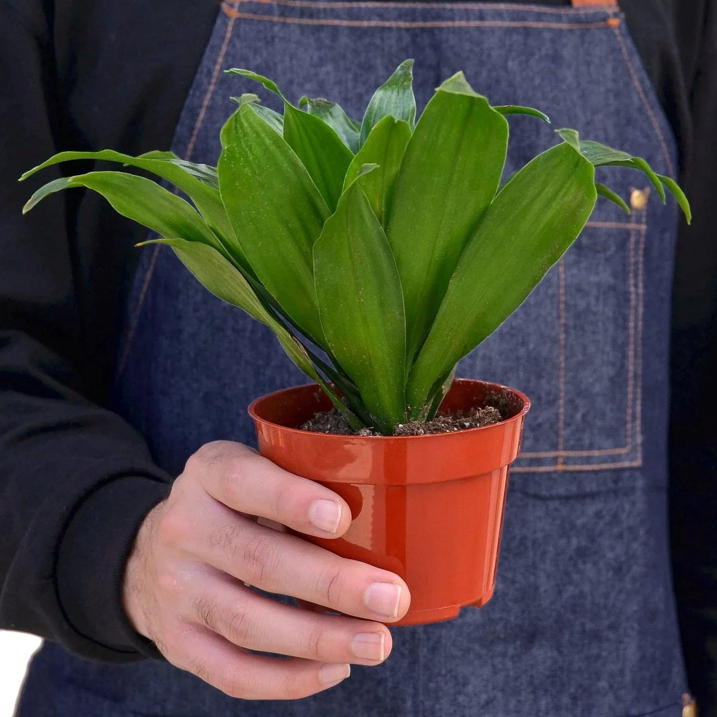 Dracaena Janet Craig | Live Plant for Indoor & Outdoor | for Living Room, Office, Bathroom | (4" Pot)
