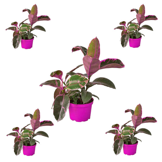 5 Pack Ficus Elastica 'Ruby Pink' in 4in Pot - Live Plants Tropical Houseplants | Variegated | USA Growers | The Snobby Leaf