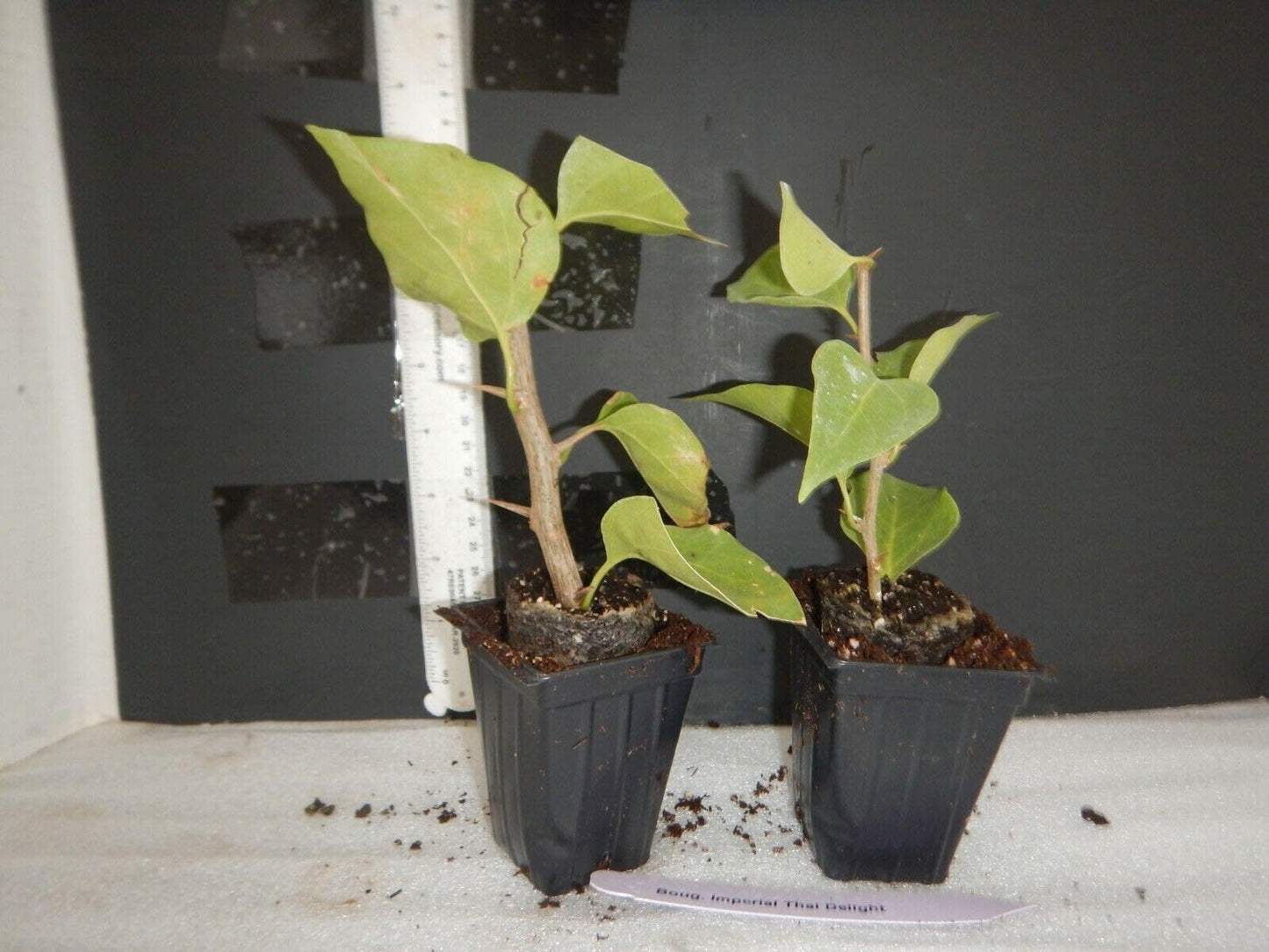 Live Plant - Yani'S Delight Bougainvillea Small Well Rooted Starter Plant