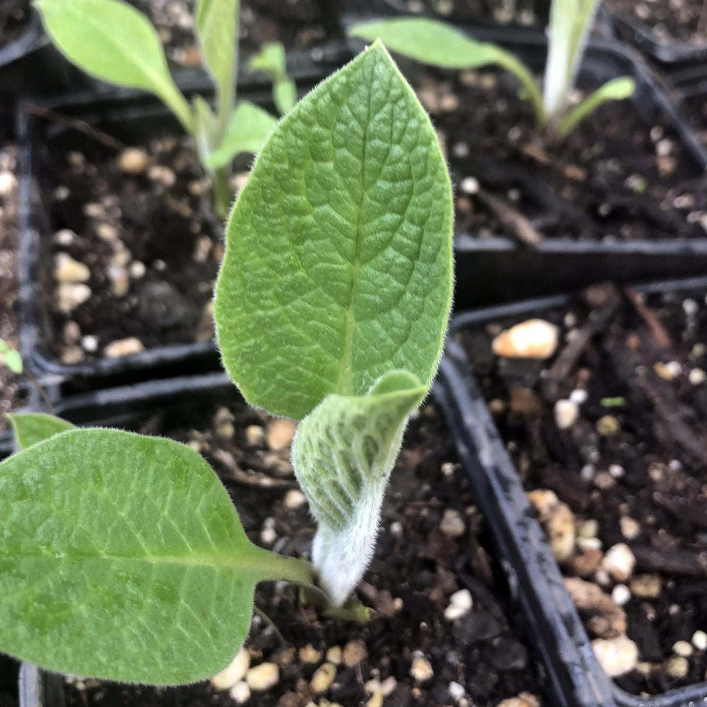 Smoke Camp Crafts Comfrey Plant, Symphytum officinale, Beautiful Plants, Mexican Hat, Garden Decor, 2.5" Pot
