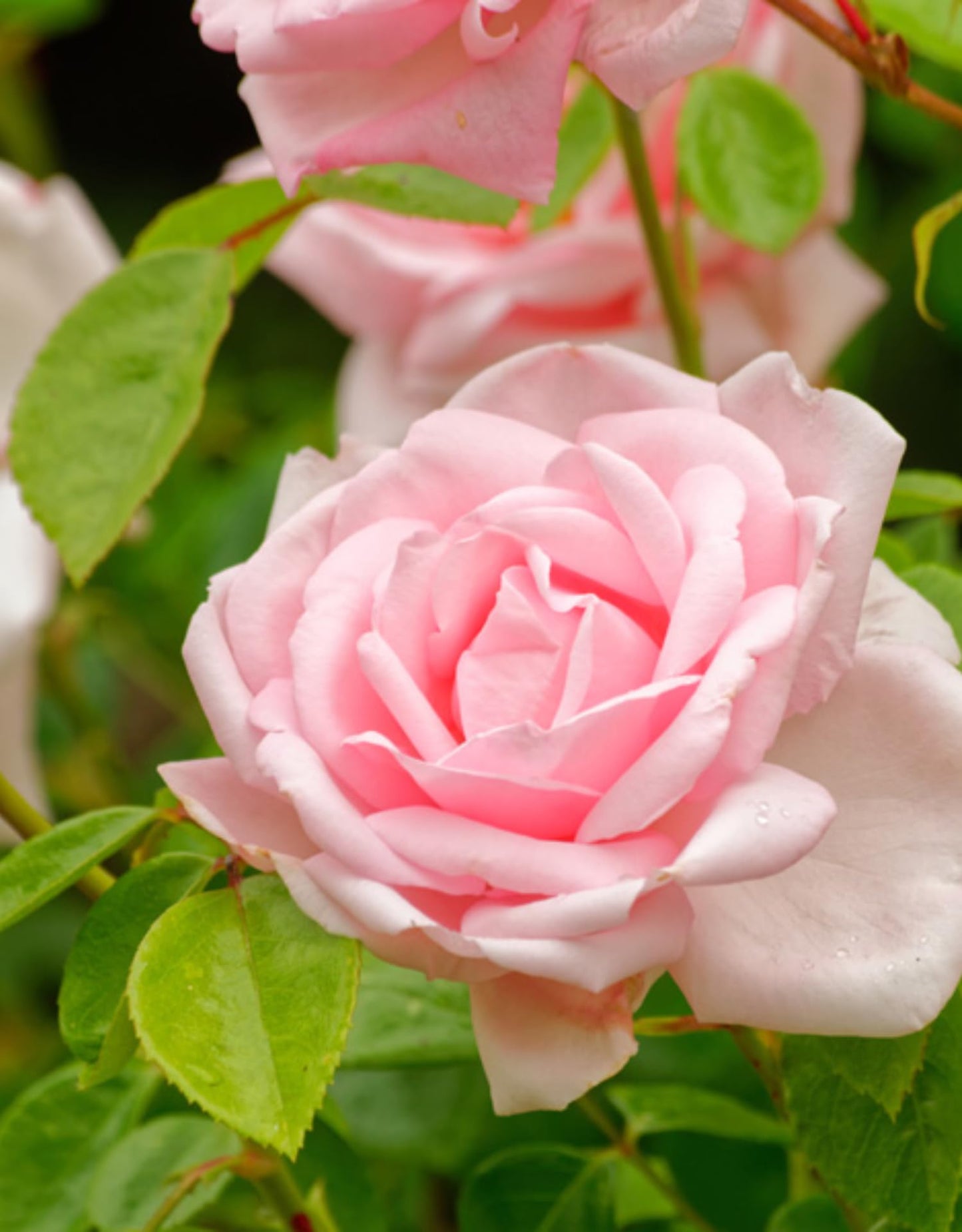 Pink Climbing Rose Live Plant, Can Grow As Rose Bushes Shrubs, Fragrant Ready to Plant, Starter Size, 5 to 10 Inc Tall, Dormant in Winter