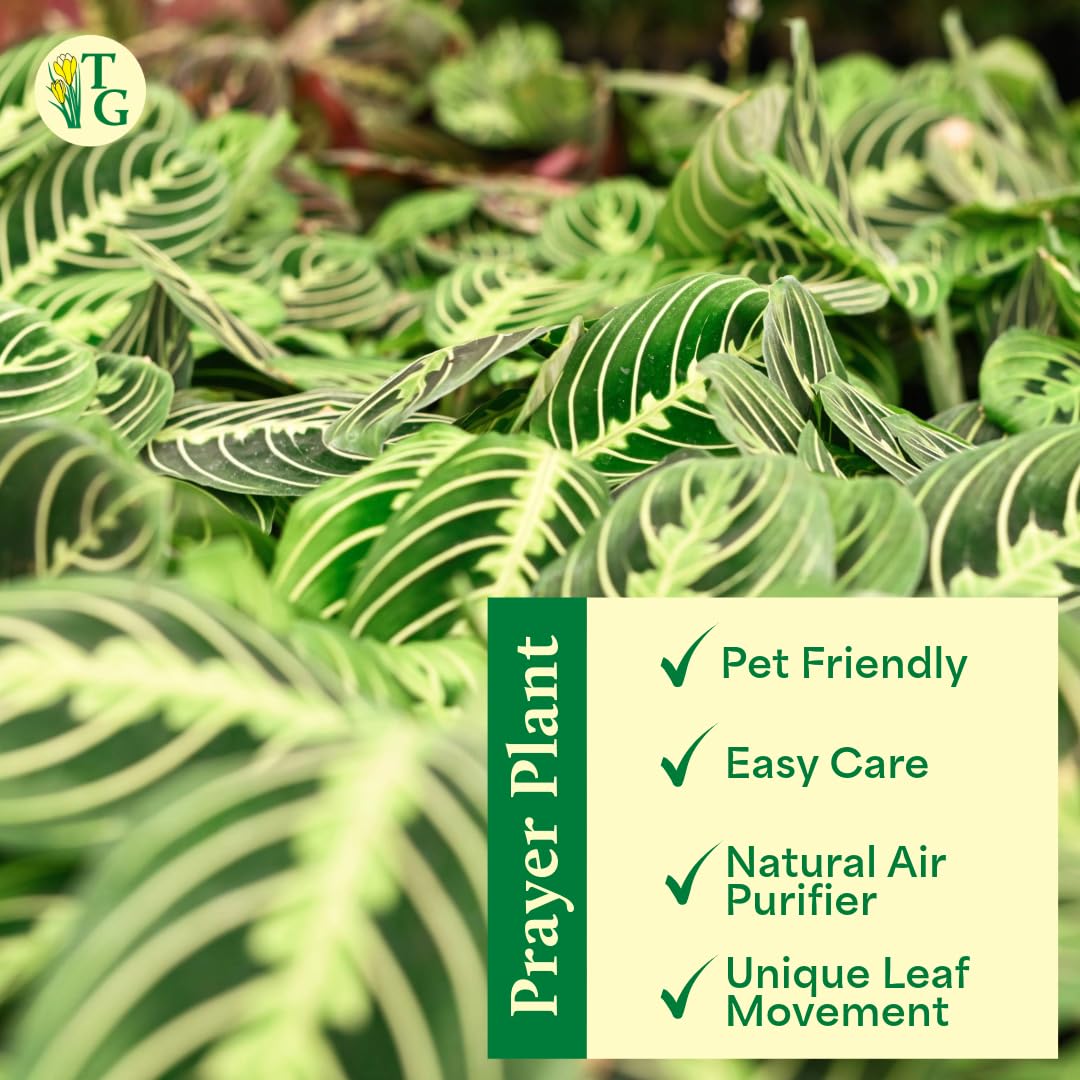 Thorsen's Greenhouse Lemon Lime Prayer Plant, Live Indoor Plant, Pet Friendly, Attractive Houseplant, Lemon Maranta, Natural Air Purifier, Easy to Grow, 4" Diameter Pot (Coffee)