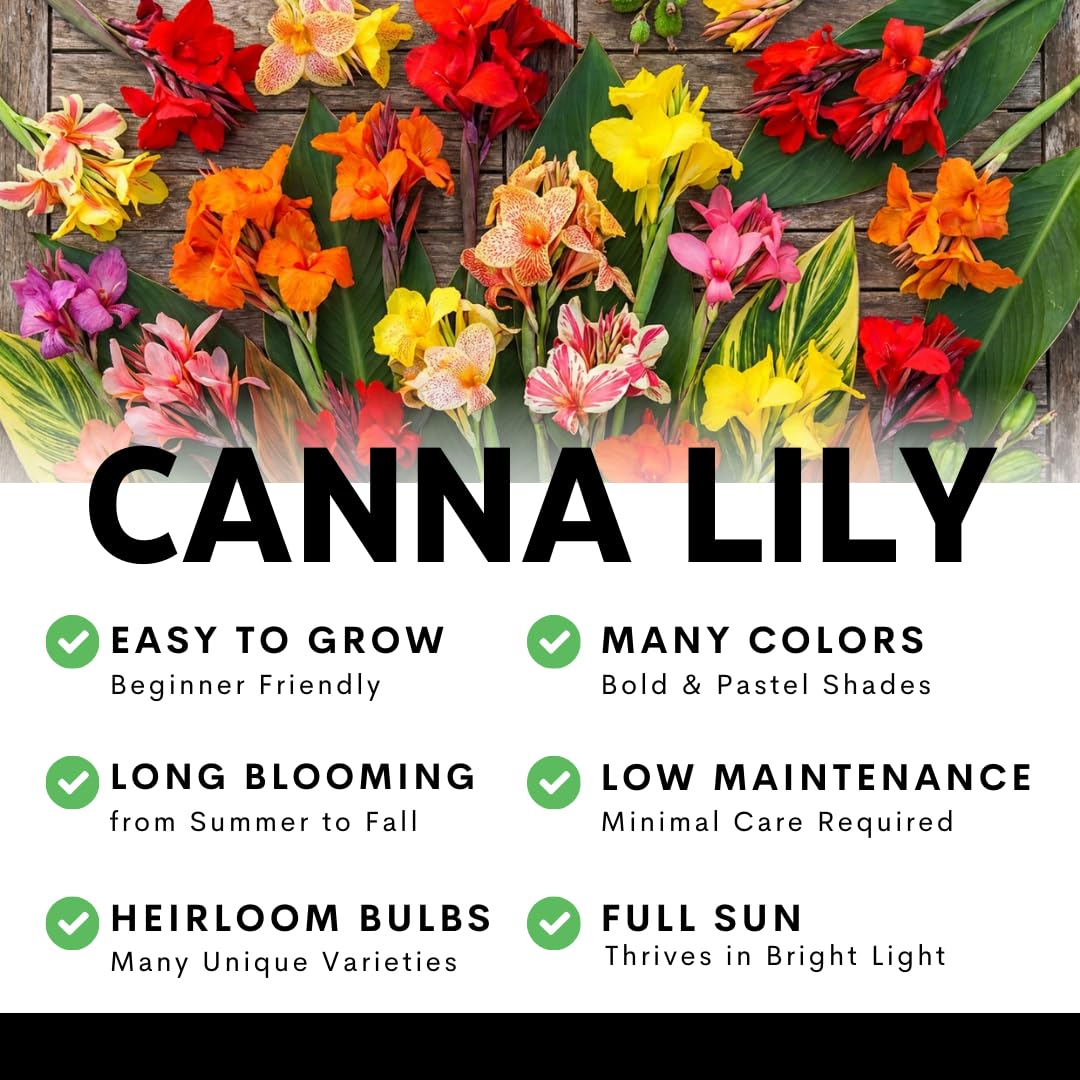 Louis Cottin Canna Lily Premium Bulbs – Bright Yellow Blooms with Red Accents – Compact 3–4 Ft Tropical Summer Flowers for Garden & Containers (3 Bulbs)