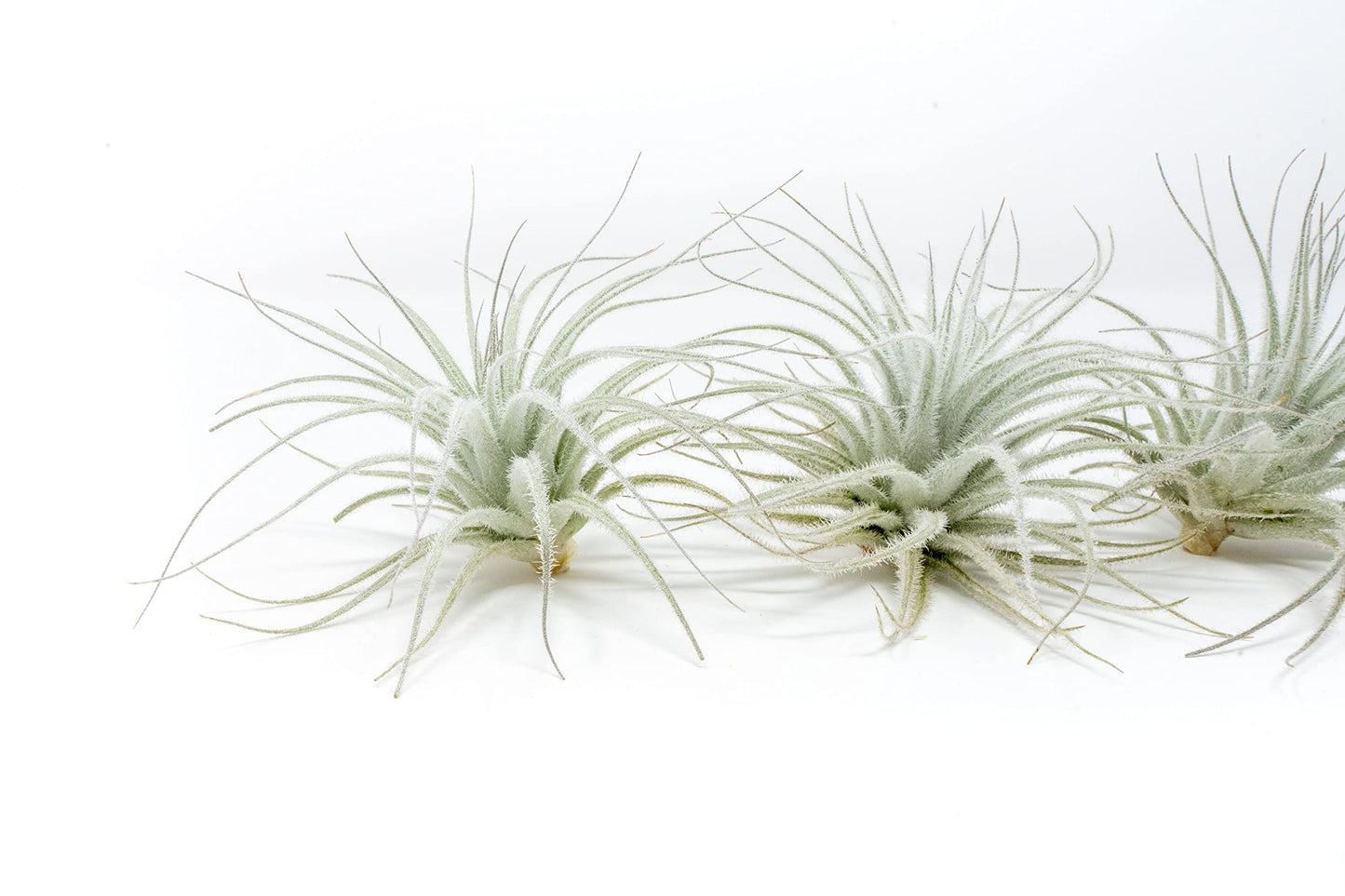 Air Plant Shop 25 Pack Rare Tectorum Ecuador Air Plants - Unique, Bright White, Nursery-Grown Tillandsia House Plant with Fuzzy Trichomes for Terrariums, Driftwood & Living Walls - Wholesale