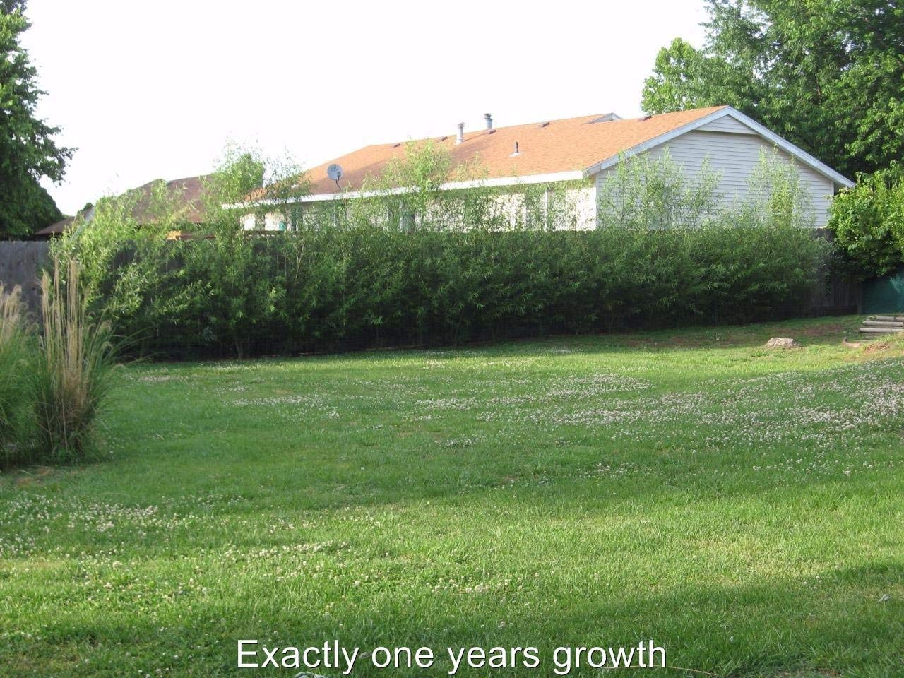 26 Hybrid Willow Trees - Ready to Plant - Fast Growing Shade Tree - 26 Indoor/Outdoor Live Tree Plants