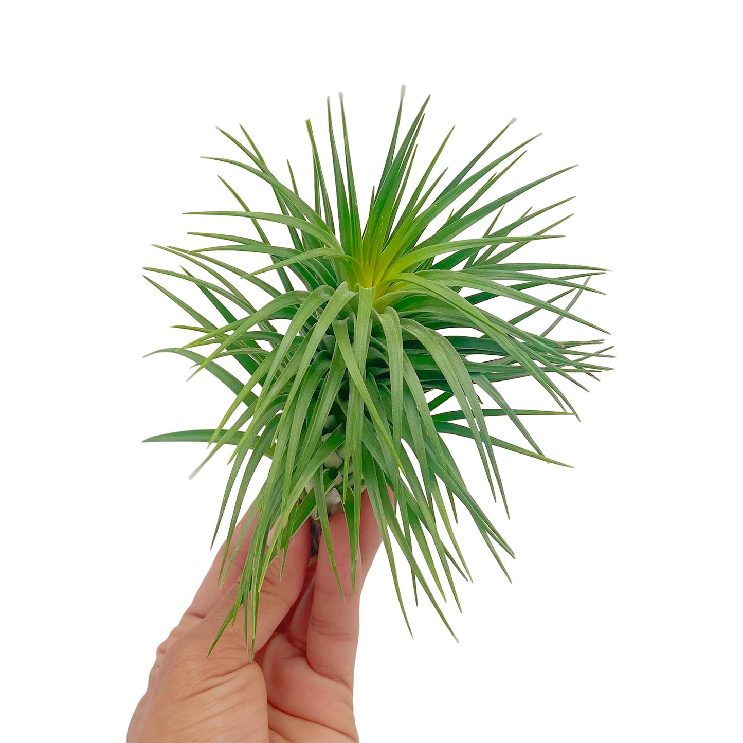 ragnaroc Air Plants - Flowering Tillandsia Pink Paske Large 5" - 3ct - Live Arrival Guaranteed - House Plants for Home Decor & Gift