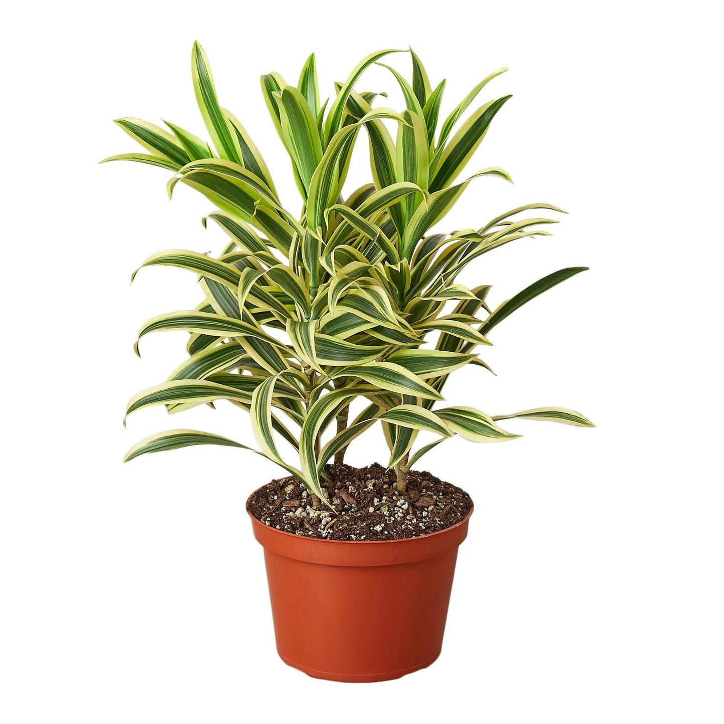 2 Pack Dracaena 'Song of India' in 6in Pot - Live Plants Tropical Houseplants | Variegated | USA Growers | The Snobby Leaf