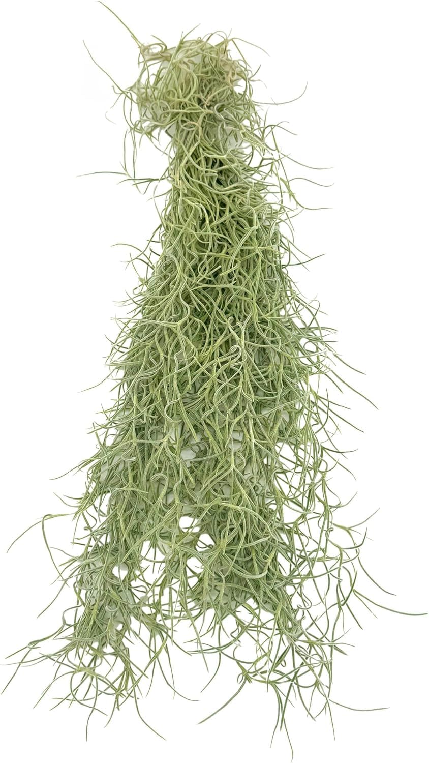 ragnaroc Tillandsia Usneoides ‘Thick-Colombian Spanish Moss’ - ragnaroc Indoor Tropical Plant 16” / 9 oz - Live Arrival Guaranteed - Live Air Plant & House Plants for Home Decor & Gift