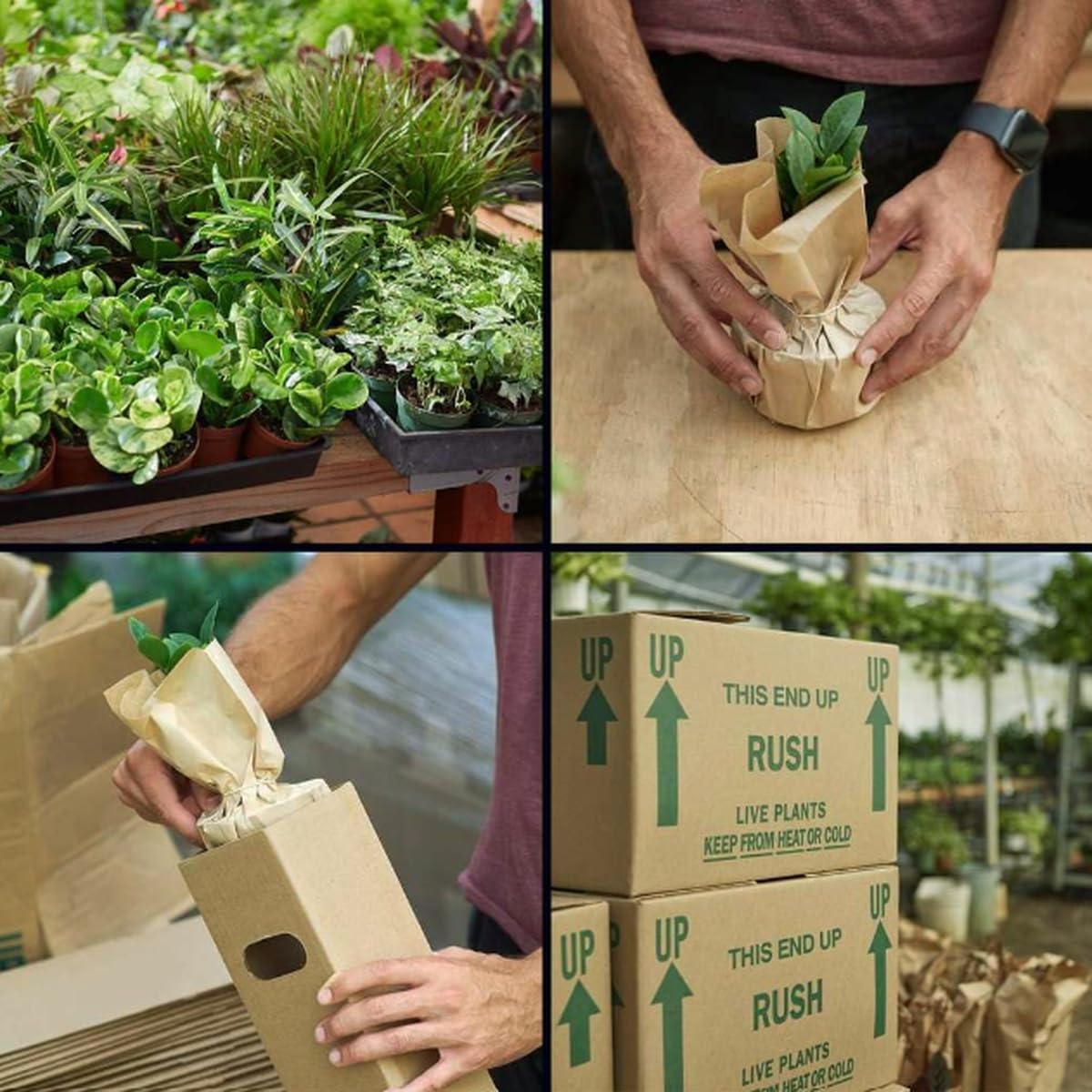Syngonium White Butterfly | Live Plant for Indoor & Outdoor | for Living Room, Office, Bathroom | (6" Pot)
