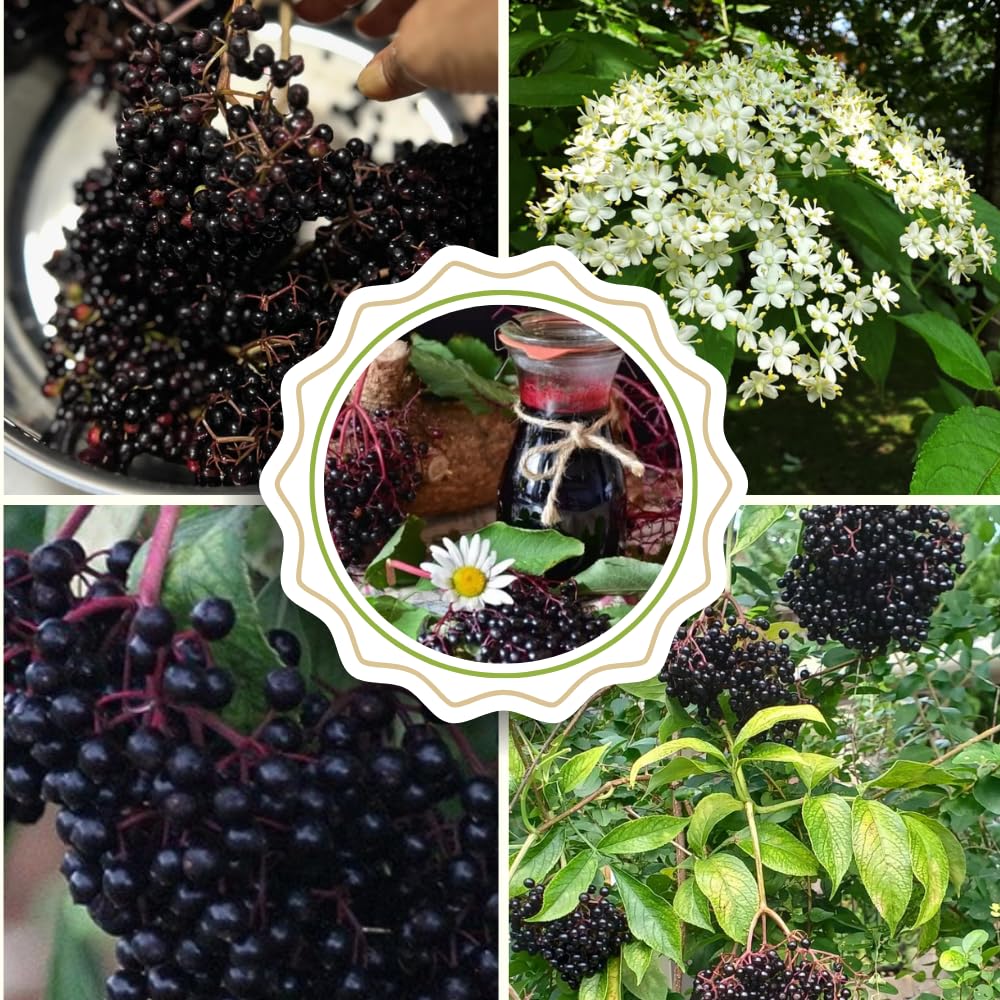 2 Black Elderberry Plants Live for Planting 6 to 12 Inch Tall, American Elderberry Trees Live Plants, Sweet Elderberries Fruit