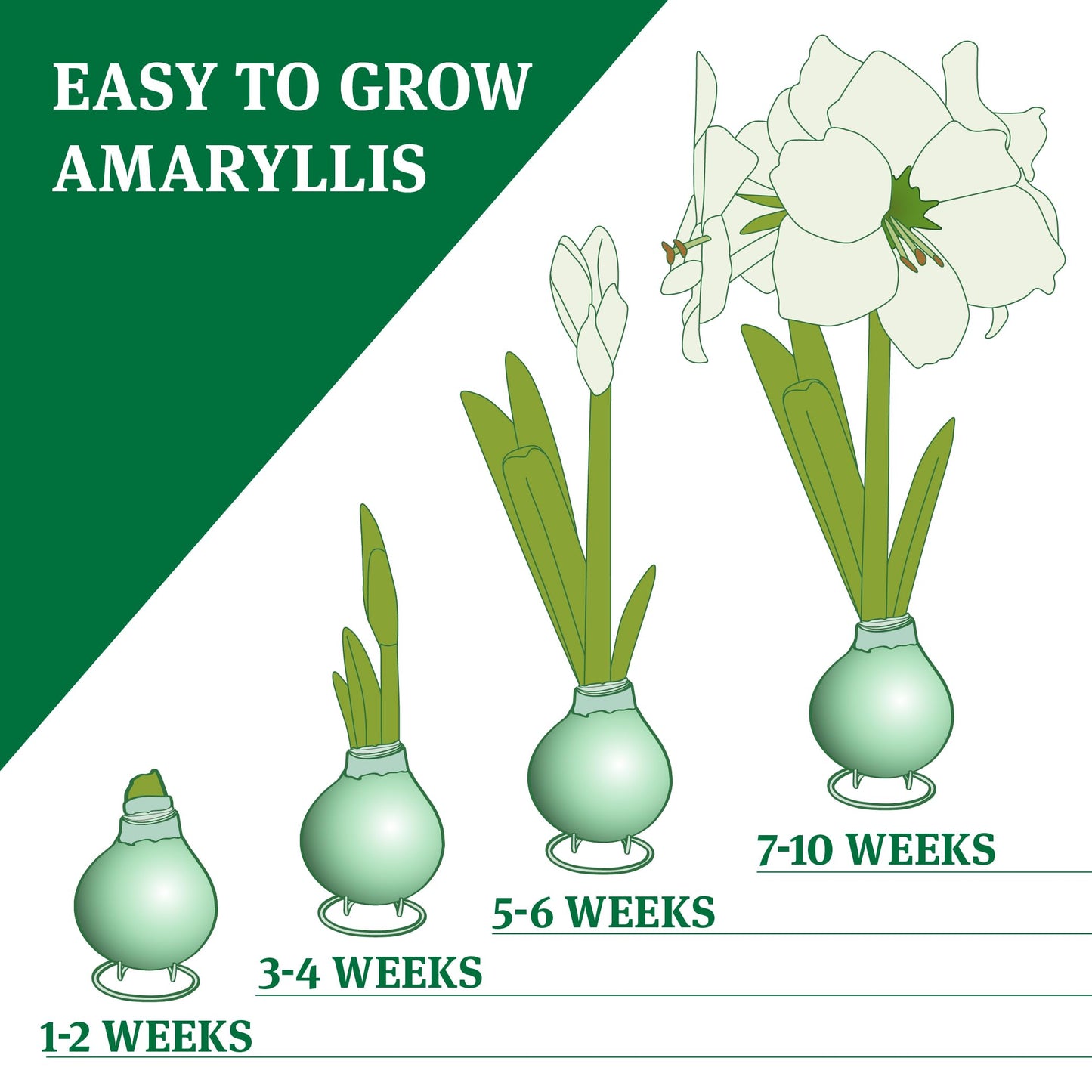 Bunny Tails Waxed Amaryllis Flower Bulb with Stand, Grow Real Blooming Indoor Spring Flowers, No Water Needed