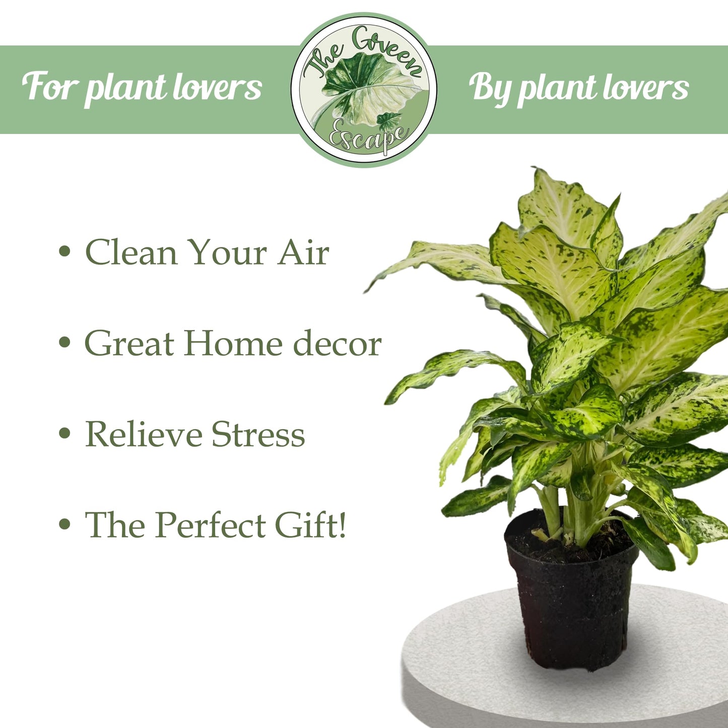 Generic Nematanthus goldfish Tropicana 4” pot, Natural