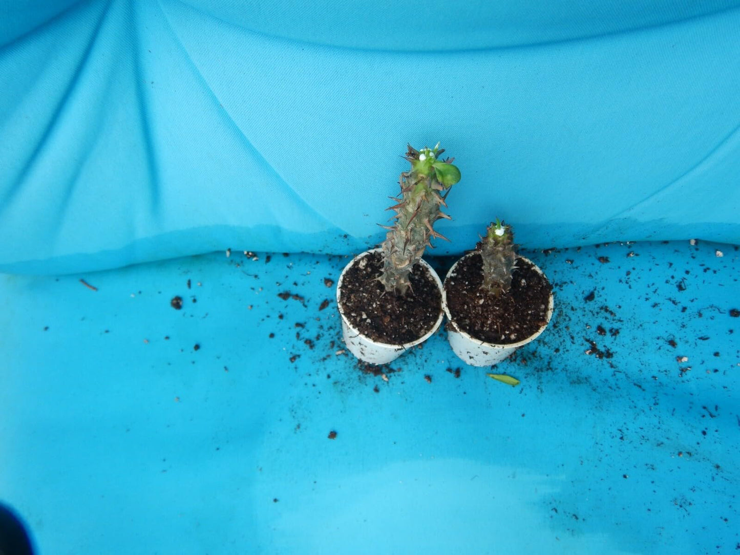 Live Plant - Queen Millionaircrown of Thorns-Euphorbia Miliichrist Plantstarter Plant