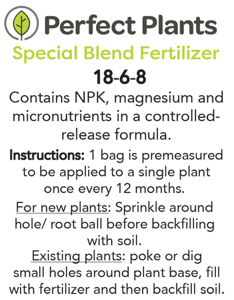 Perfect Plants wintergreen bush boxwood, 1 gallon, Includes Plant Food