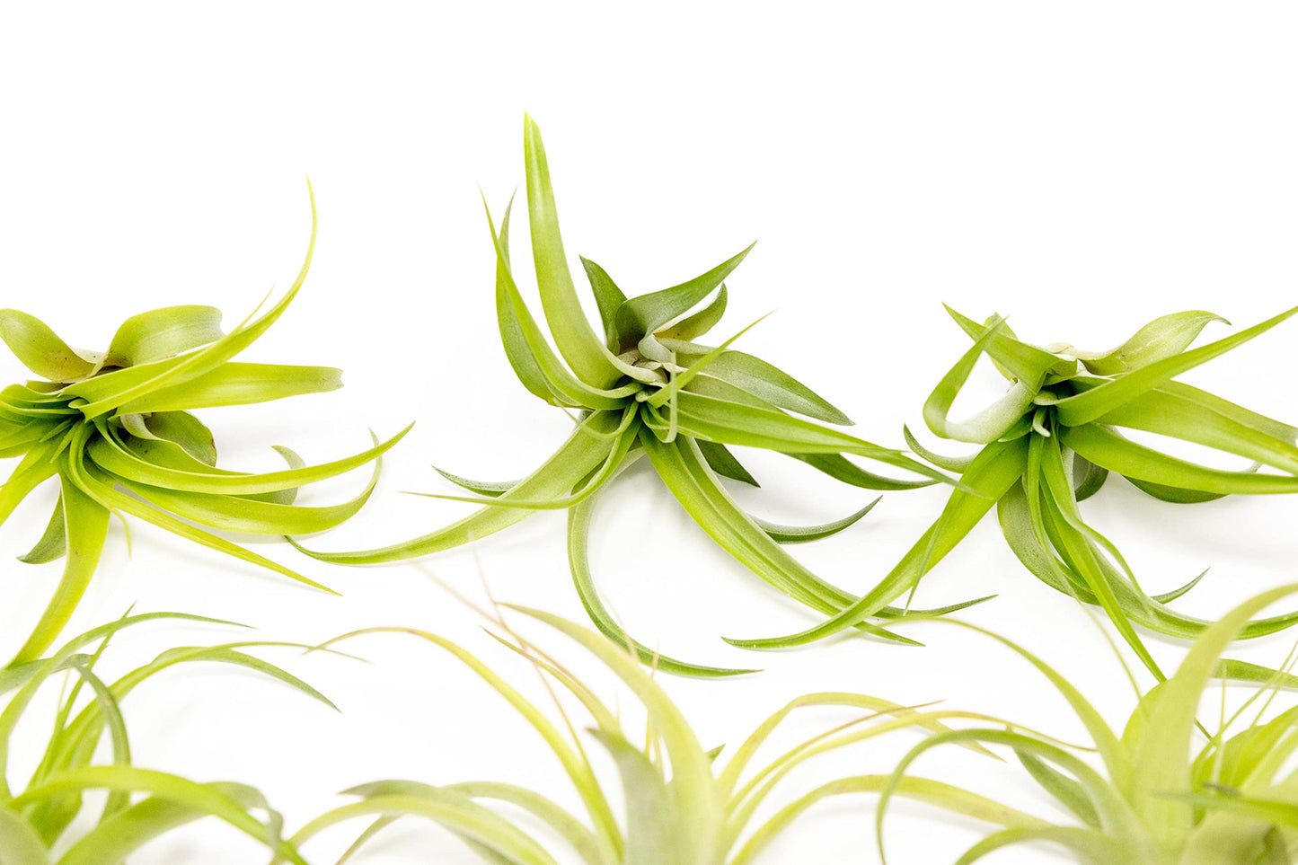 25 Pack Air Plants The Inca Collection - Live Succulent House Plants - Available in Wholesale and Bulk - Home and Garden Decor - Easy Care Indoor/Outdoor Air Plant