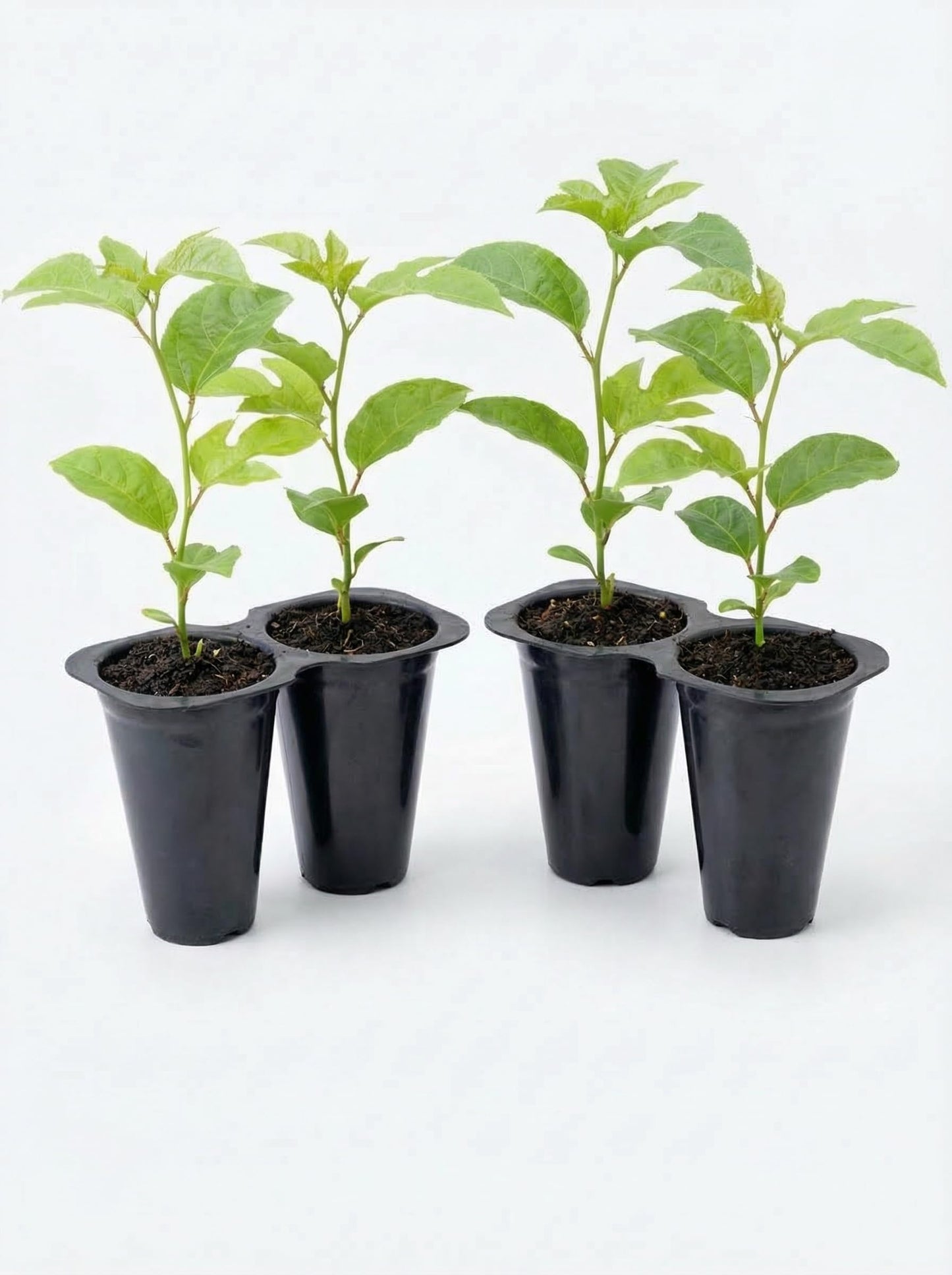 Passion Fruit Possum Purple Price Includes Four (4) Plants