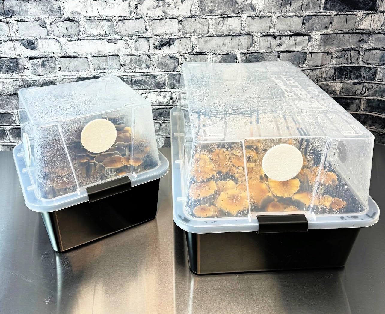 Myco Labs Premium Quick Colonizing 32oz 5-Grain Mushroom Spawn Jars (3-Pack)