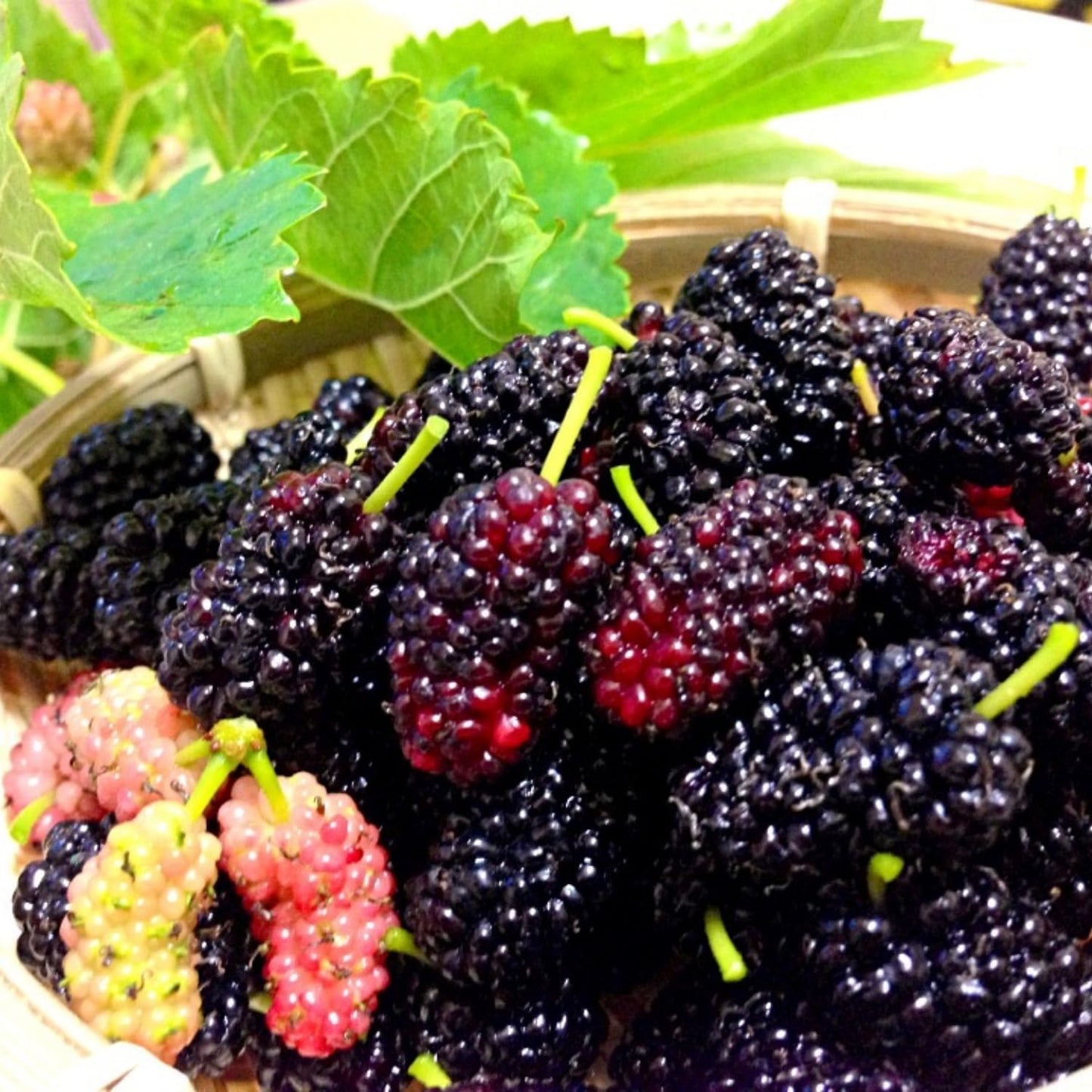 Dwarf Everbearing Mulberry Tree Live Plant Well-Rooted, Berry Seedlings Mulberries Fruit Edible, Outdoor Planting, 4-8 Inc Tall, No Pot