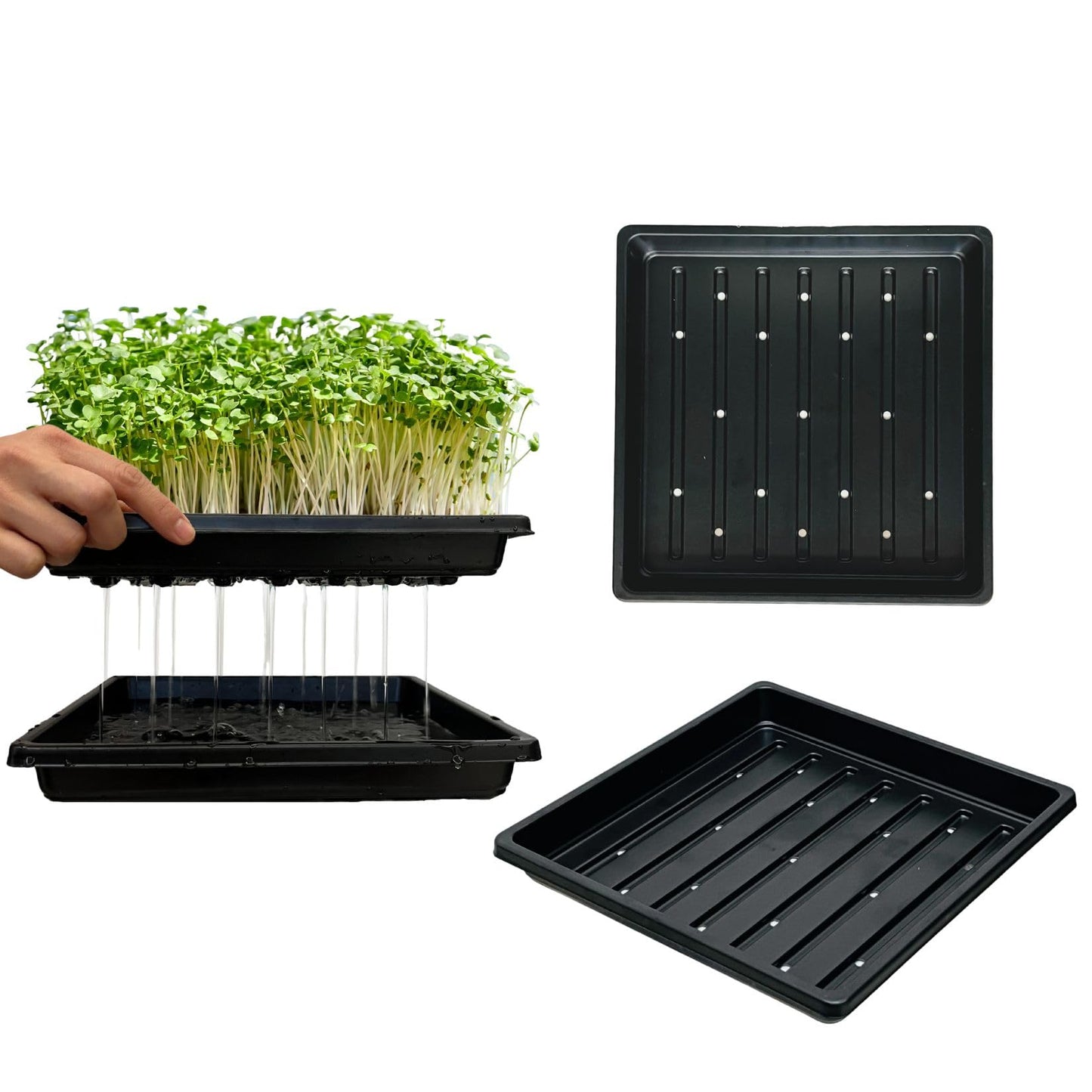 ILITING Plant Growing Seed Starter Trays for Seedlings Microgreen, Shallow Plants Tray Standard 1010 Tray with Drain Holes 5 Pack Black 10.7 x 10.7 inches Square Trays