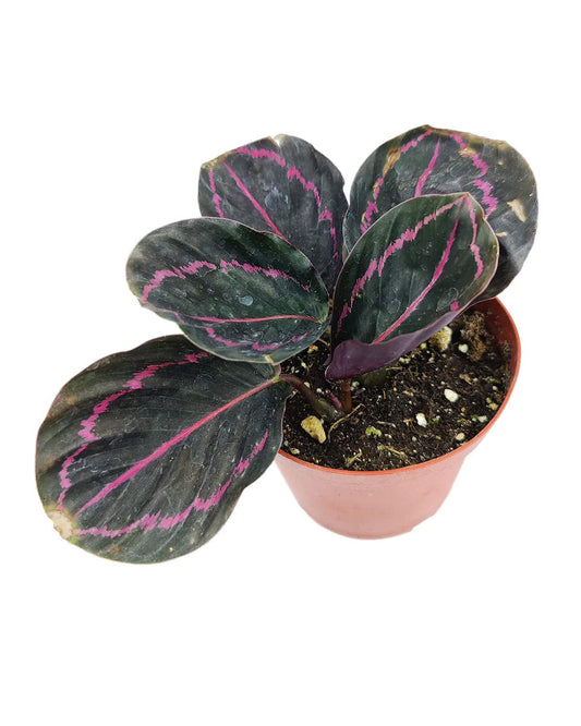 Calathea Dottie (4" Grower Pot) - Rose Painted Prayer Plant - Tropical Plants - Live Healthy Houseplant for Home Office Decoration - Easy to Care Colorful Foliage Houseplant