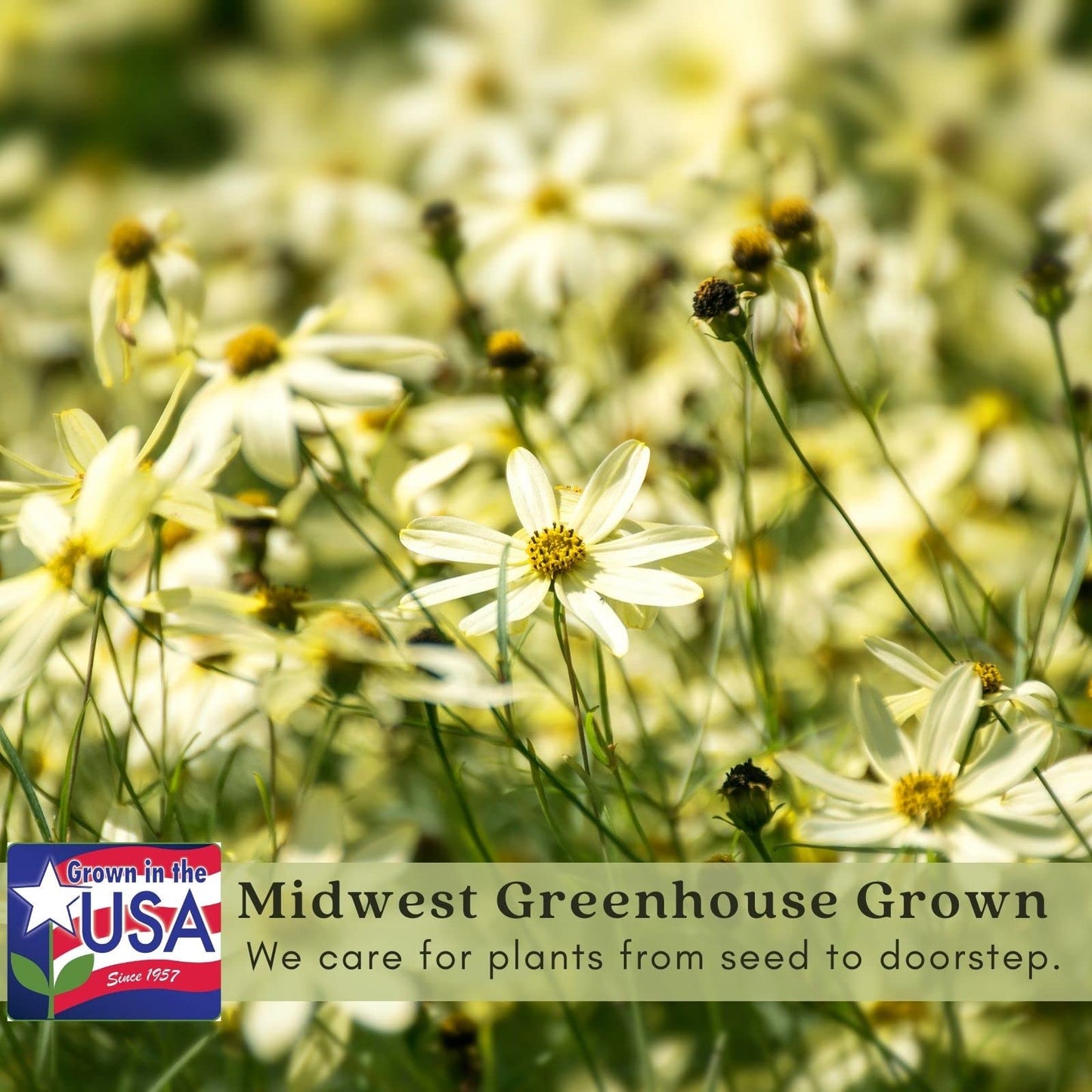 Clovers Garden Coreopsis Moonbeam (Tickseed) Plants – Two (2) Live Plants – Non-GMO - Not Seeds - Each 4" to 8" Tall – in 4" Inch Pots – Hardy Flowering Perennial, Pollinator Favorite