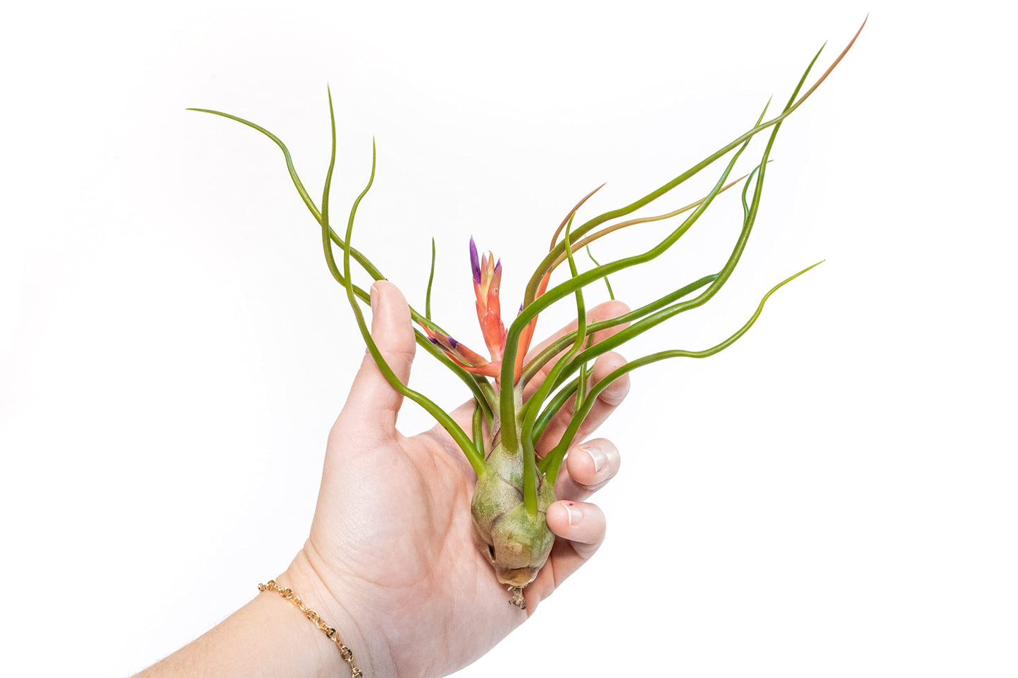 Air Plant Shop 3 Pack Large Bulbosa Belize Air Plants - Succulents - Live Tillandsia - Easy Care Indoor and Outdoor House Plants