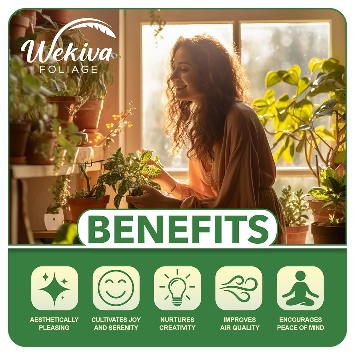 Wekiva Foliage Sweetheart Philodendron Hanging Basket - Live Plant in an 8 Inch Hanging Basket - Philodendron Cordatum - Rare and Elegant Indoor Houseplant