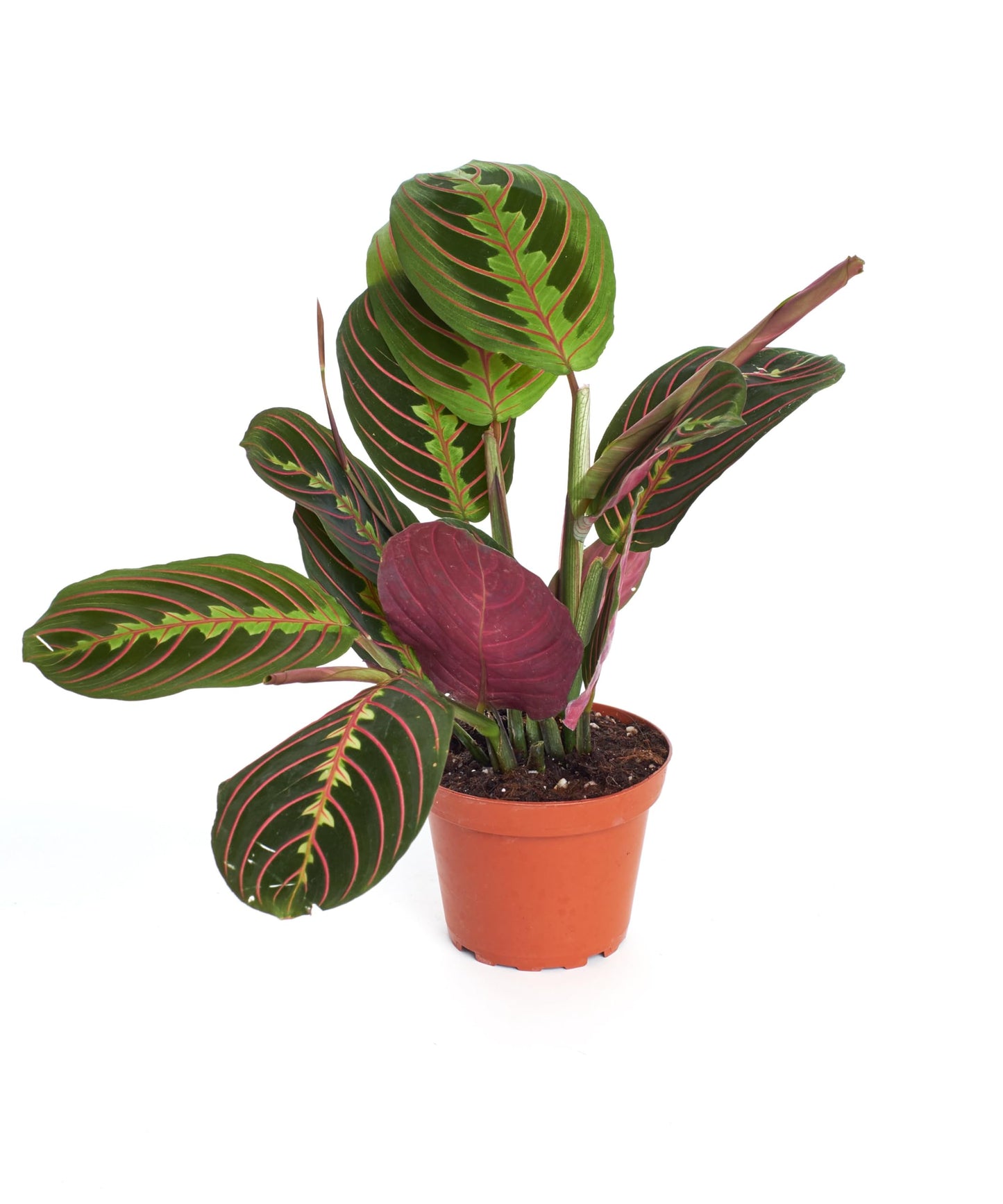 Shop Succulents Maranta Red, Hanging Live Indoor Plant, Prayer Plant, Easy Care Hanging Trailing Houseplant in Nursery Pot, Air Purifying Plant in Soil, Housewarming, Home Décor, Trails 4-6 Inches