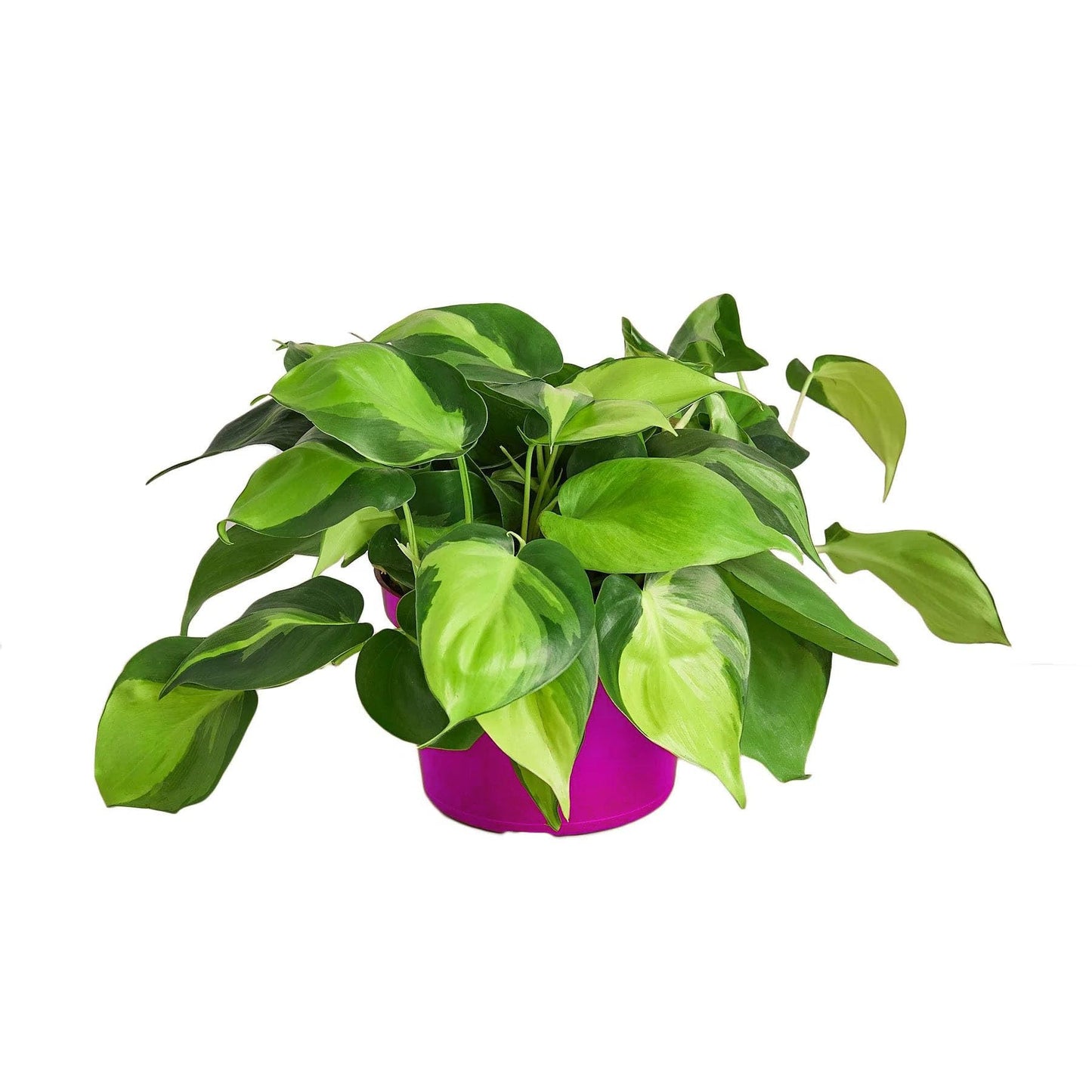 4 Pack Philodendron 'Brasil' in 3in Pot - Live Tropical Houseplant - Easy to Grow | Air Purifying | Variegated | USA Growers | The Snobby Leaf