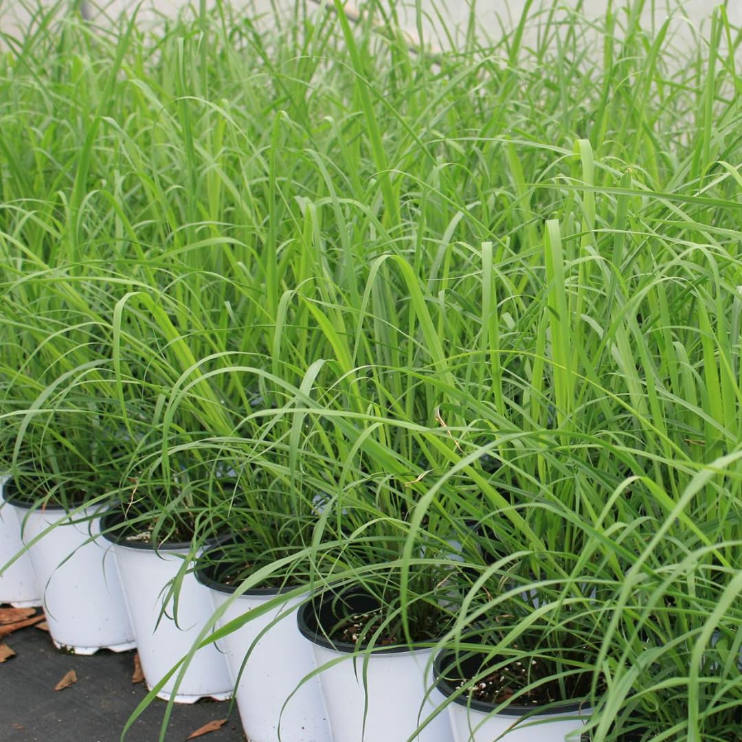 7 Lemon Grass Plants Live Outdoor, No Pot, Well-Rooted 4-8" Tall Lemon Grasses Live Plant for Outside, Starter Lemongrass Plant Indoor Outdoor Planting