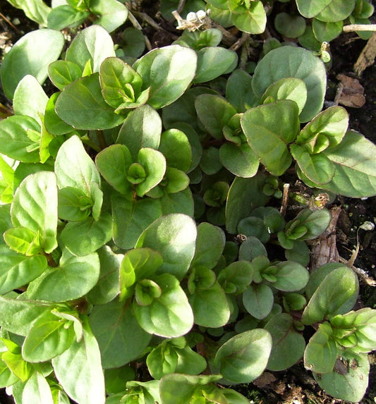 Orange Mint, Fragrant, Live Plant 3.5" Pot