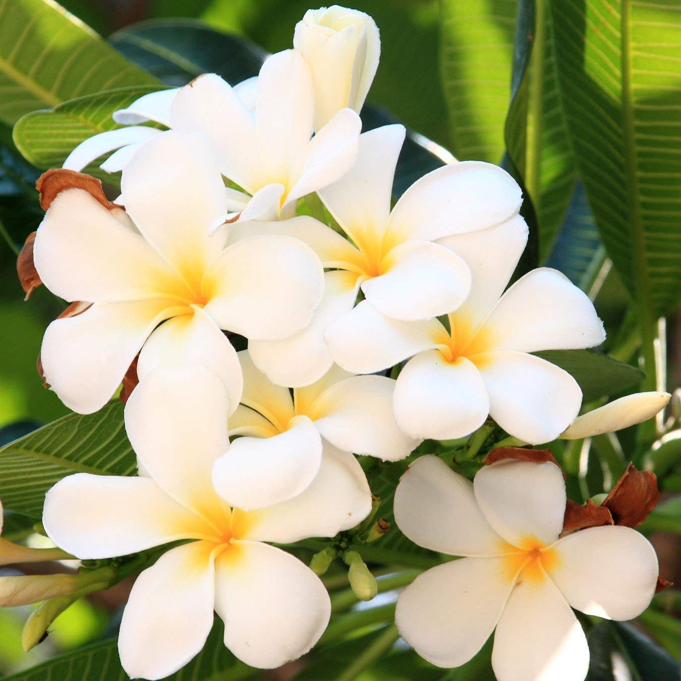 4 White Hawaiian Frangipani Plumeria Tree Plant Cuttings PT54 Discount Hawaiian Gifts